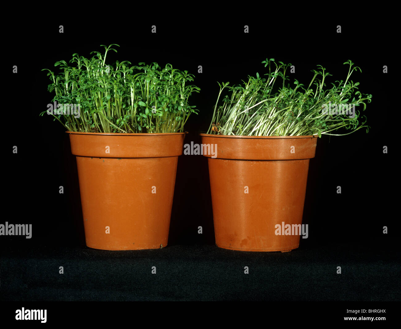 Response of cress to directional light from the side Stock Photo