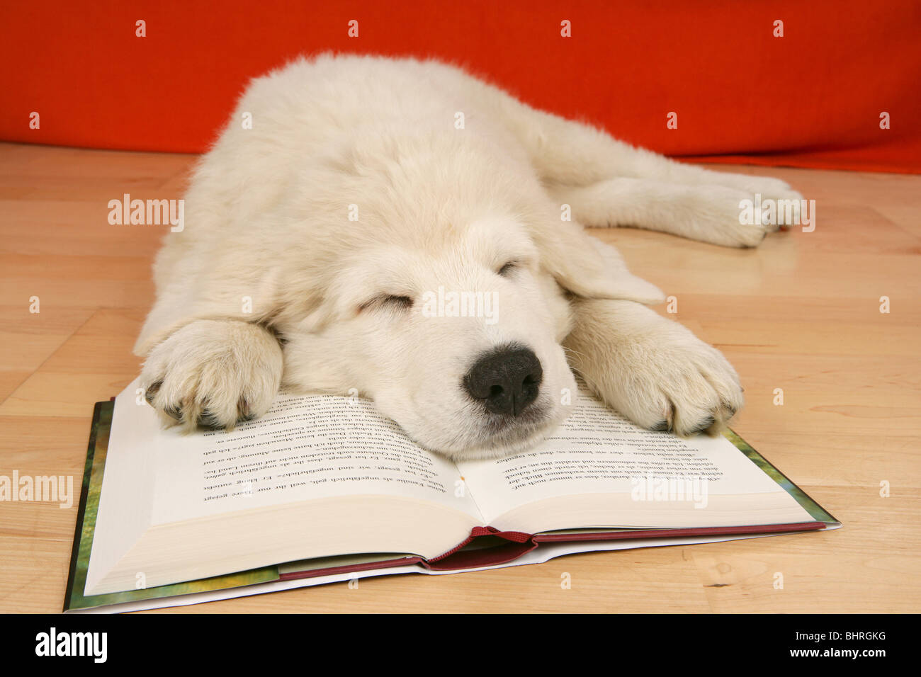 Puppy sleeping on book hi-res stock photography and images - Alamy