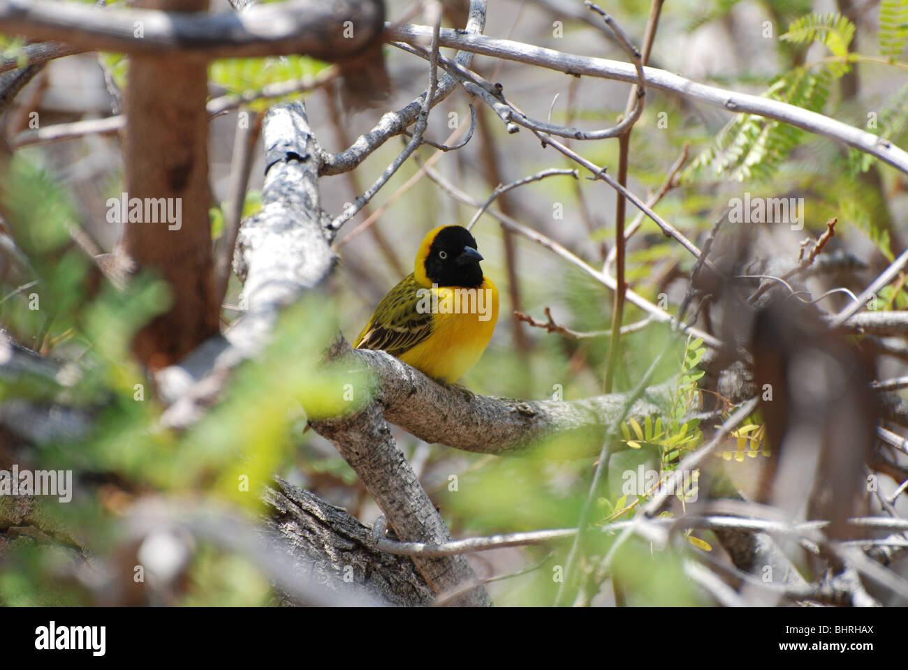 A common weaver bird in a tree Stock Photo