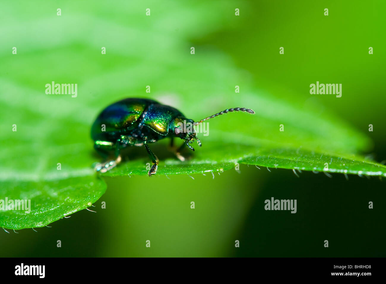 Very detailed macro of a green beetle walking on a leaf Stock Photo - Alamy