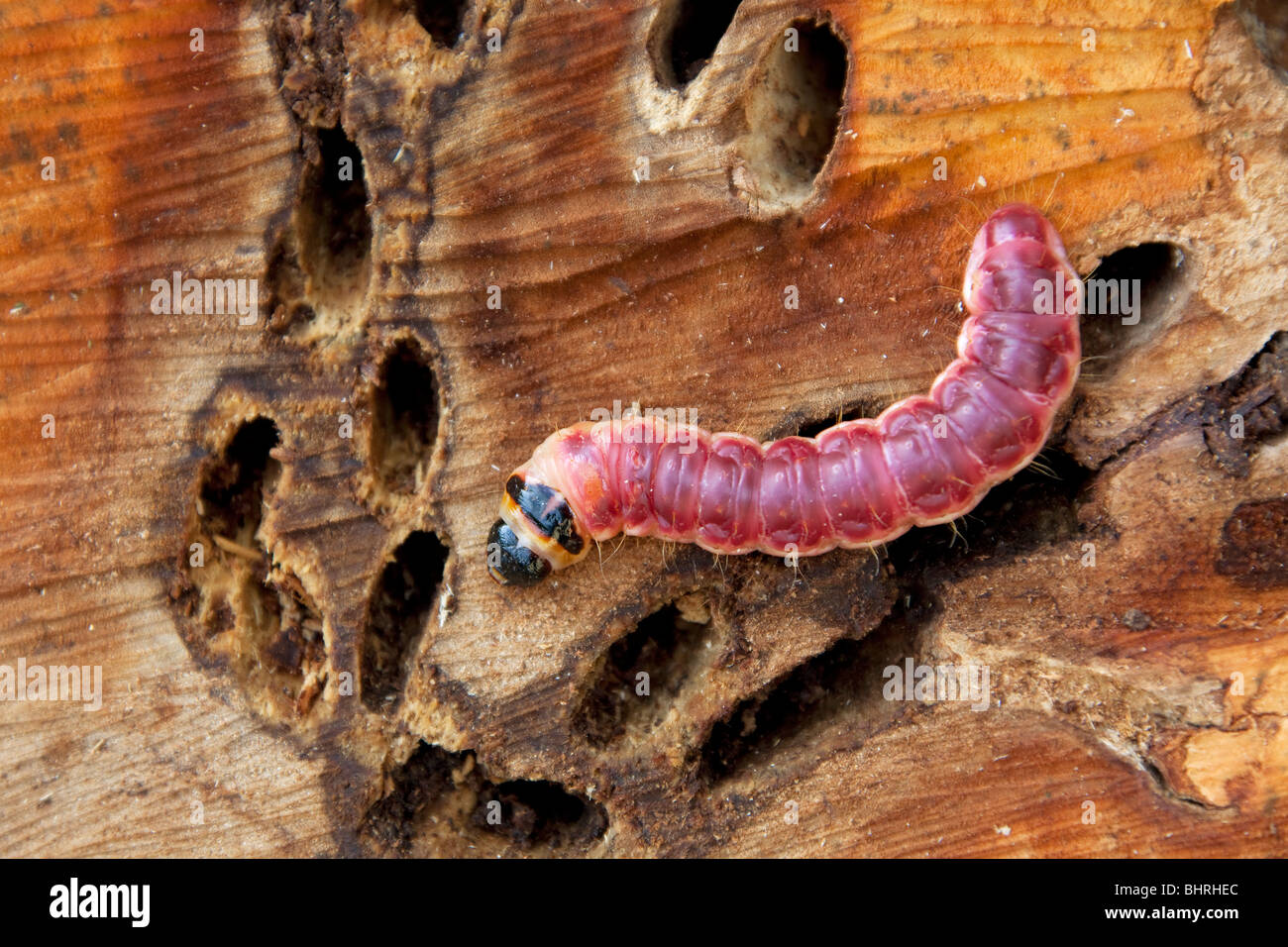 Goat Moth (Cossus cossus), caterpillar on wood Stock Photo - Alamy