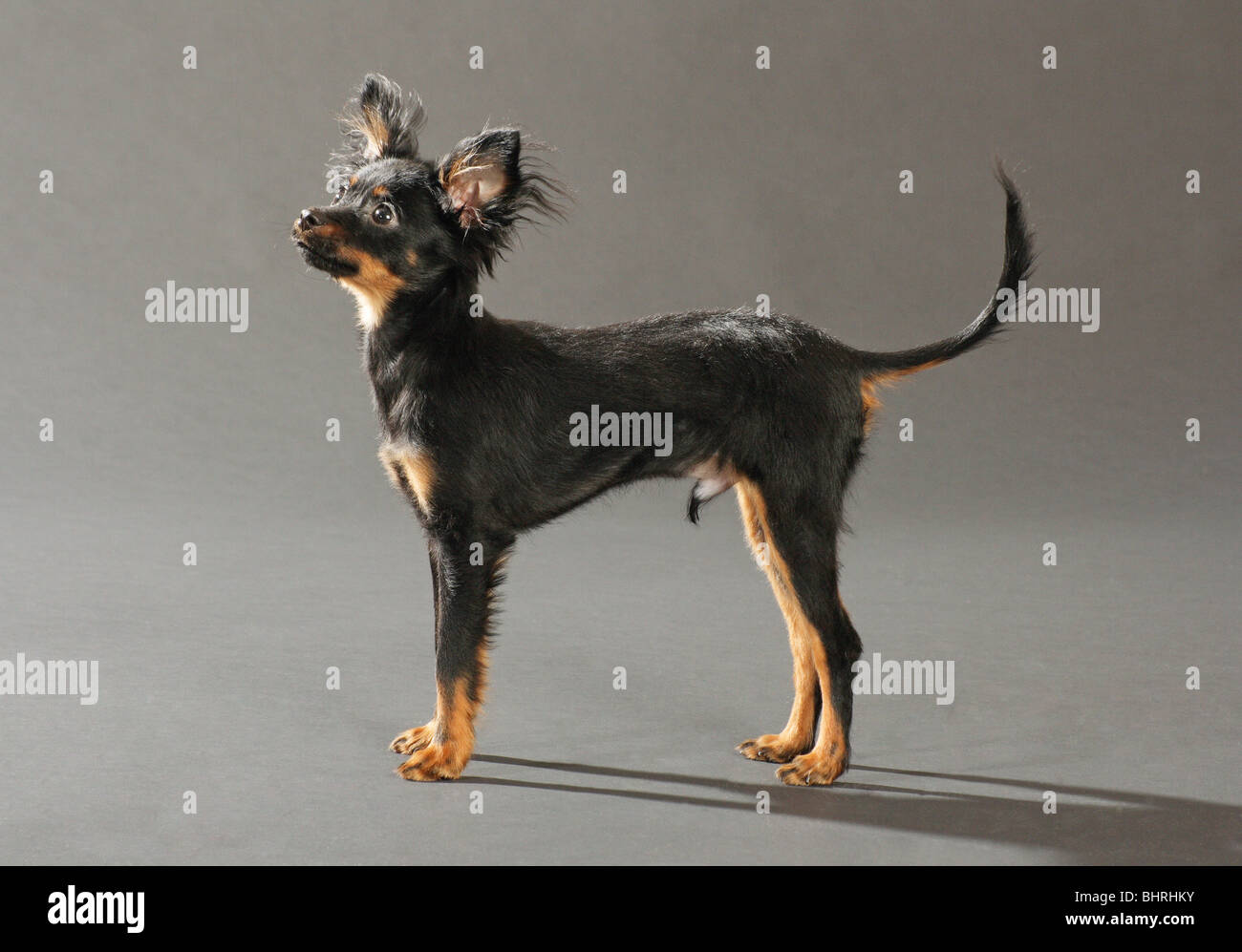 Russian Toy Terrier dog - standing - cut out Stock Photo