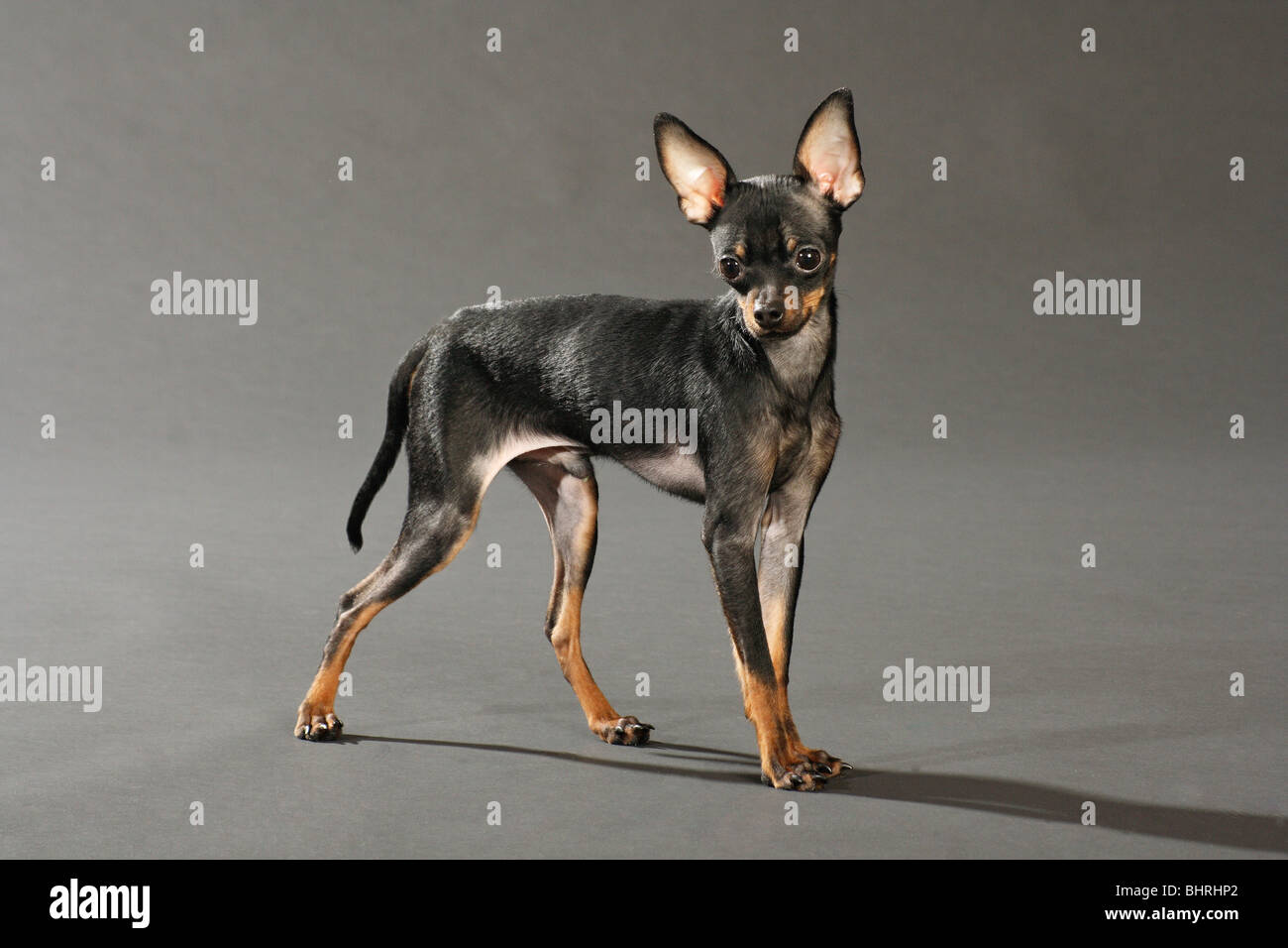 Russian Toy Terrier dog - standing - cut out Stock Photo