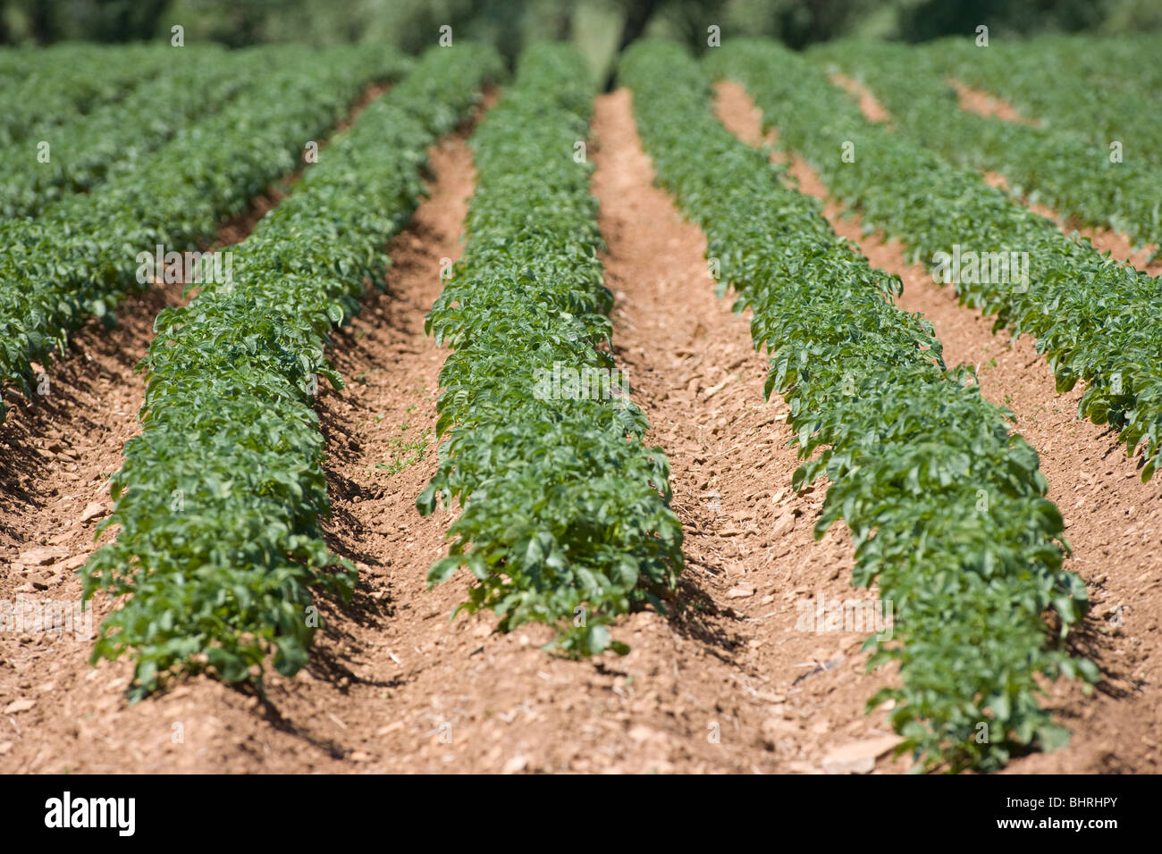 Potatoes Rows Rows Of Potatoes Stock Photo - Alamy