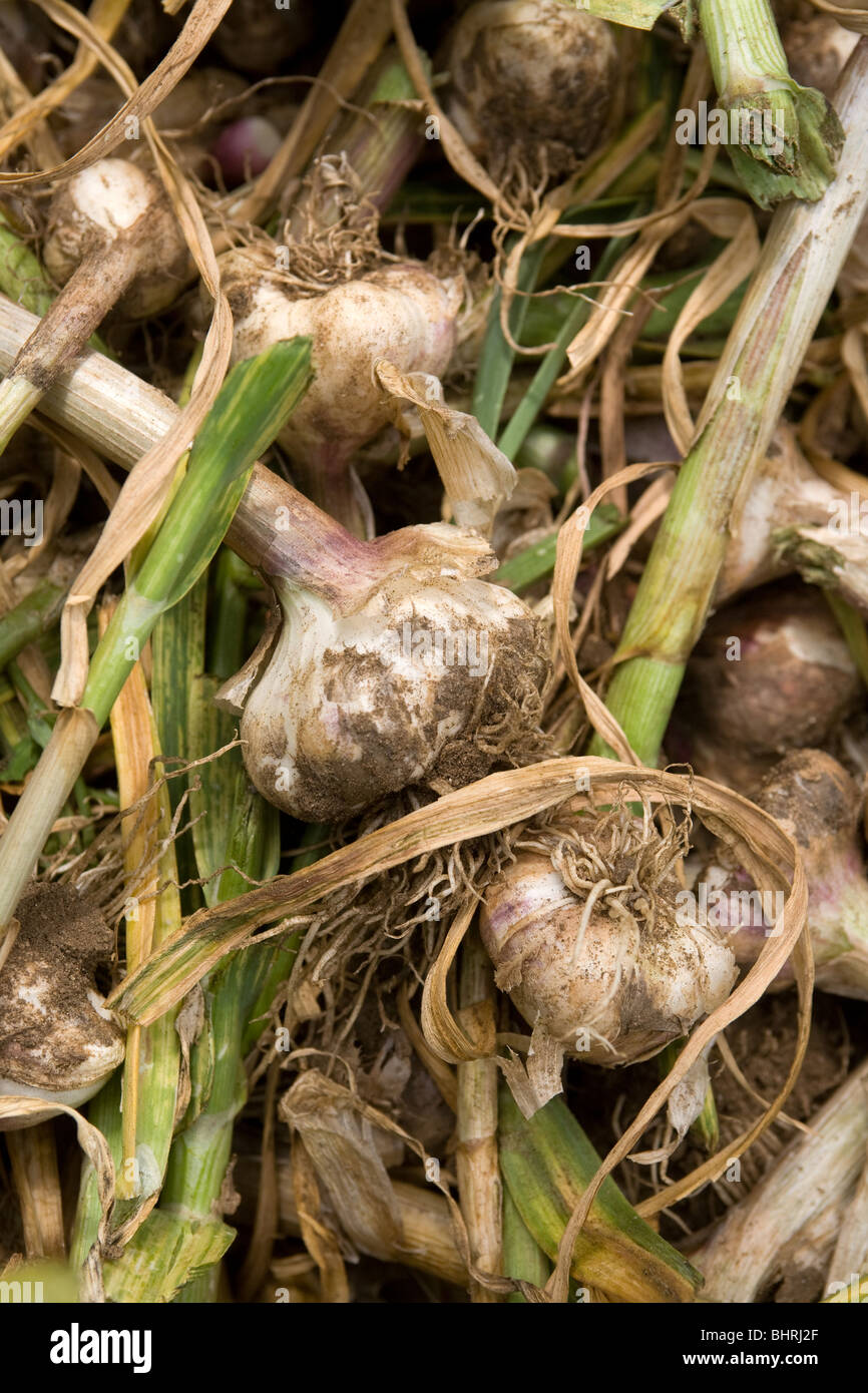 Harvesting Garlic Bulbs In Lincolnshire Stock Photo Alamy