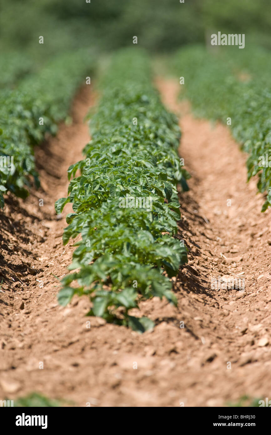 Potatoes Rows Rows Of Potatoes Stock Photo - Alamy