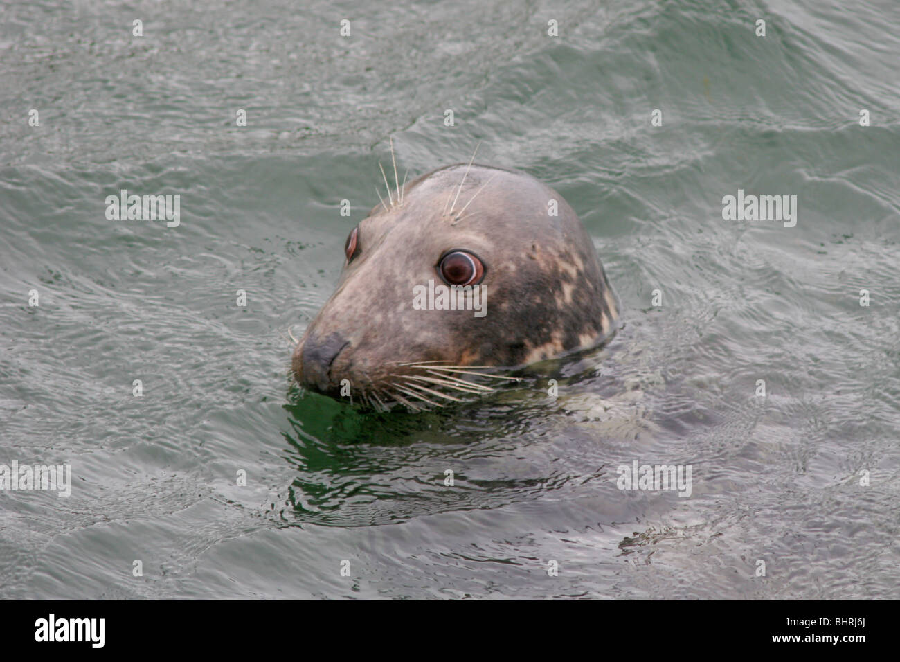 Atlantic Grey Seal in Chatham Harbor, Cape Cod, Massachusetts Stock