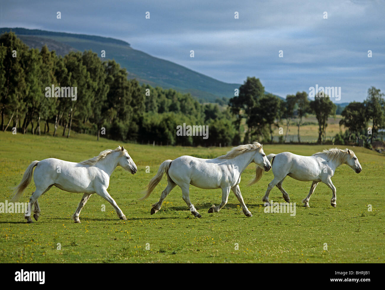 three Scottish Highland Horses on meadow Stock Photo