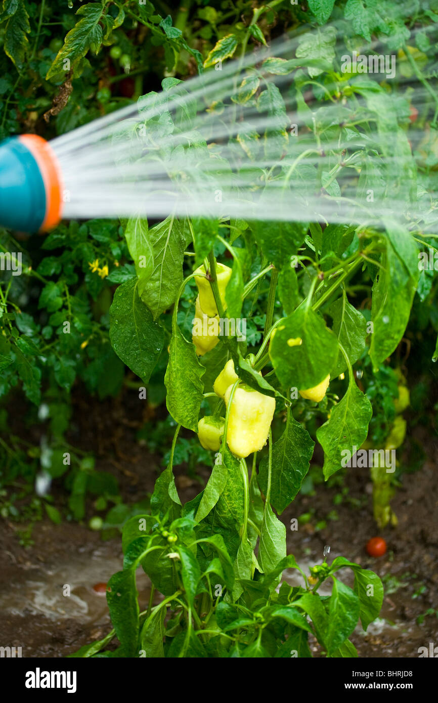 Vegetables being sprayed with water from a sprinkle Stock Photo Alamy