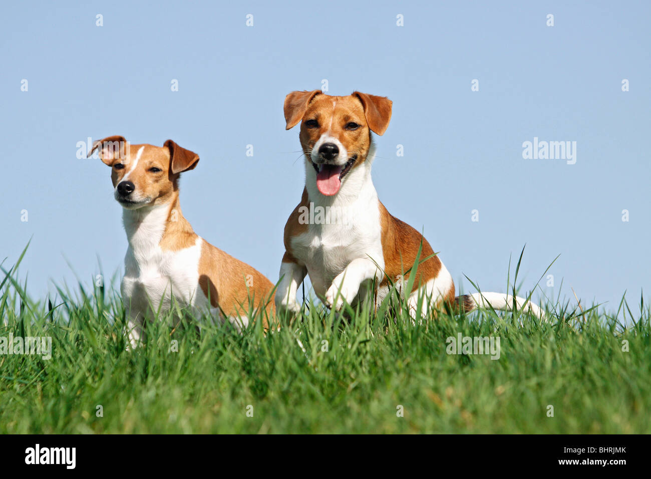 two Jack Russell Terrier dogs - sitting on a meadow Stock Photo
