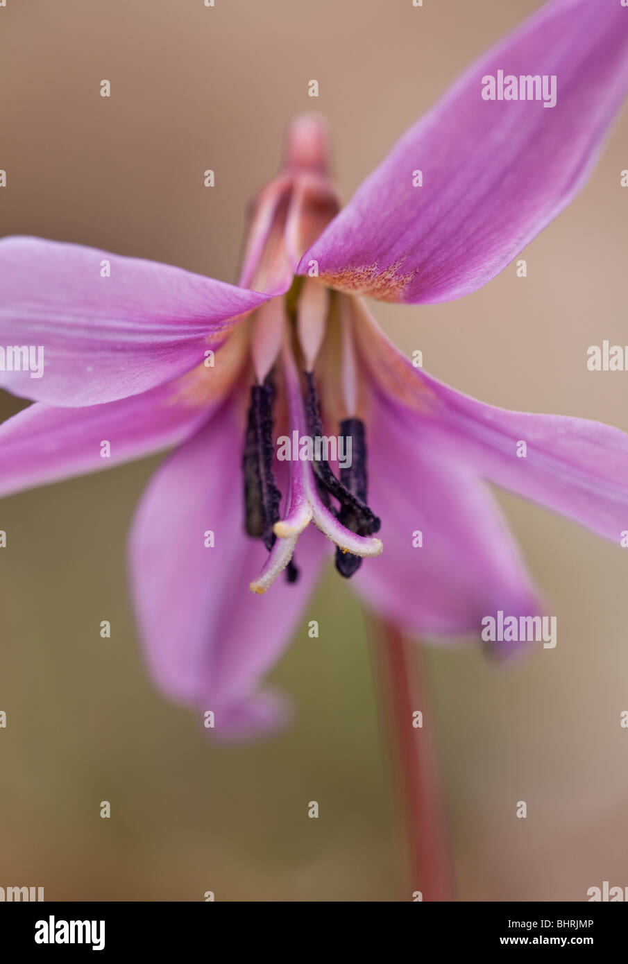 doghtooth flower Erythronium dens canis in close up in spring Stock Photo