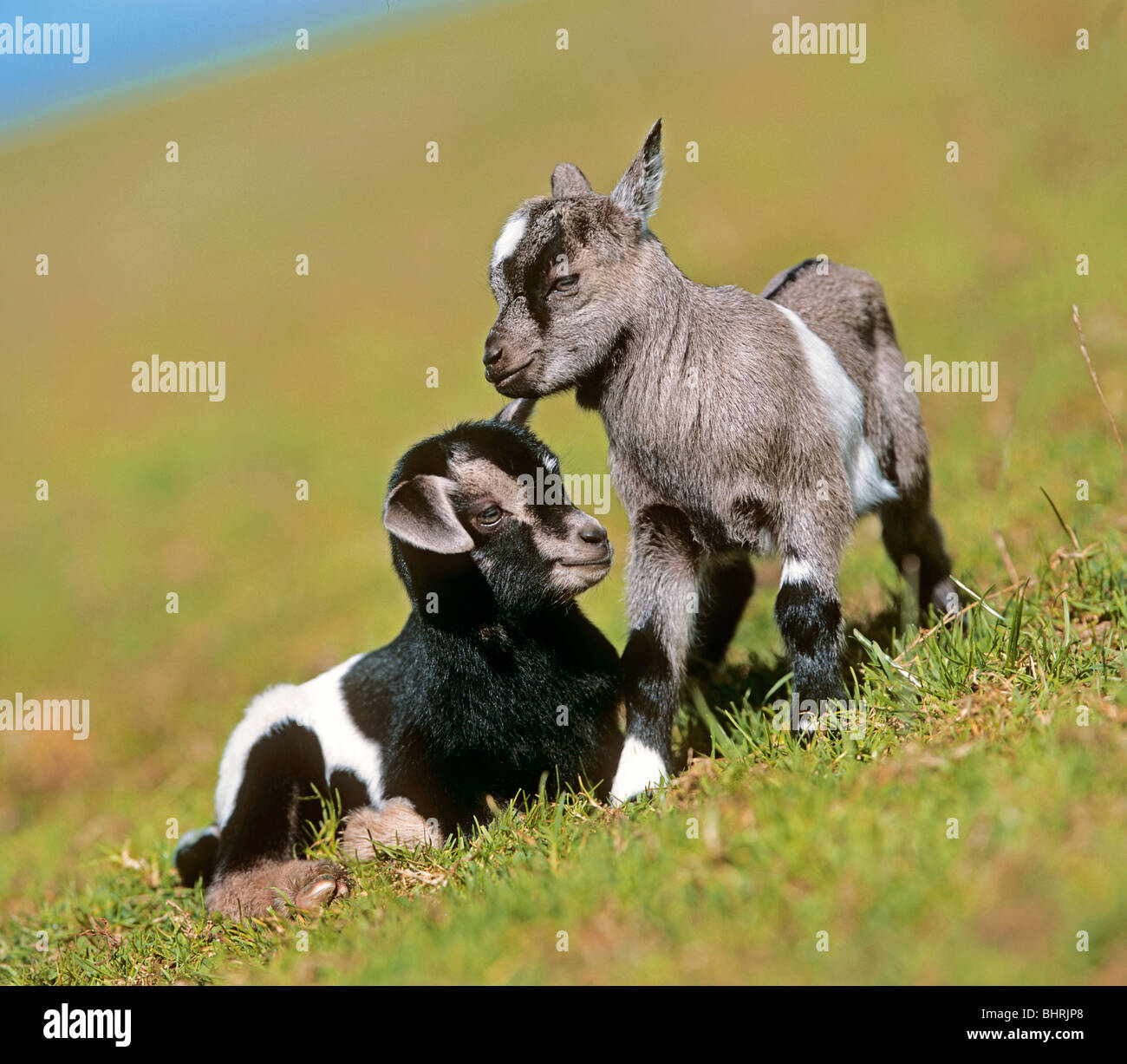 two young pygmy goats on meadow Stock Photo