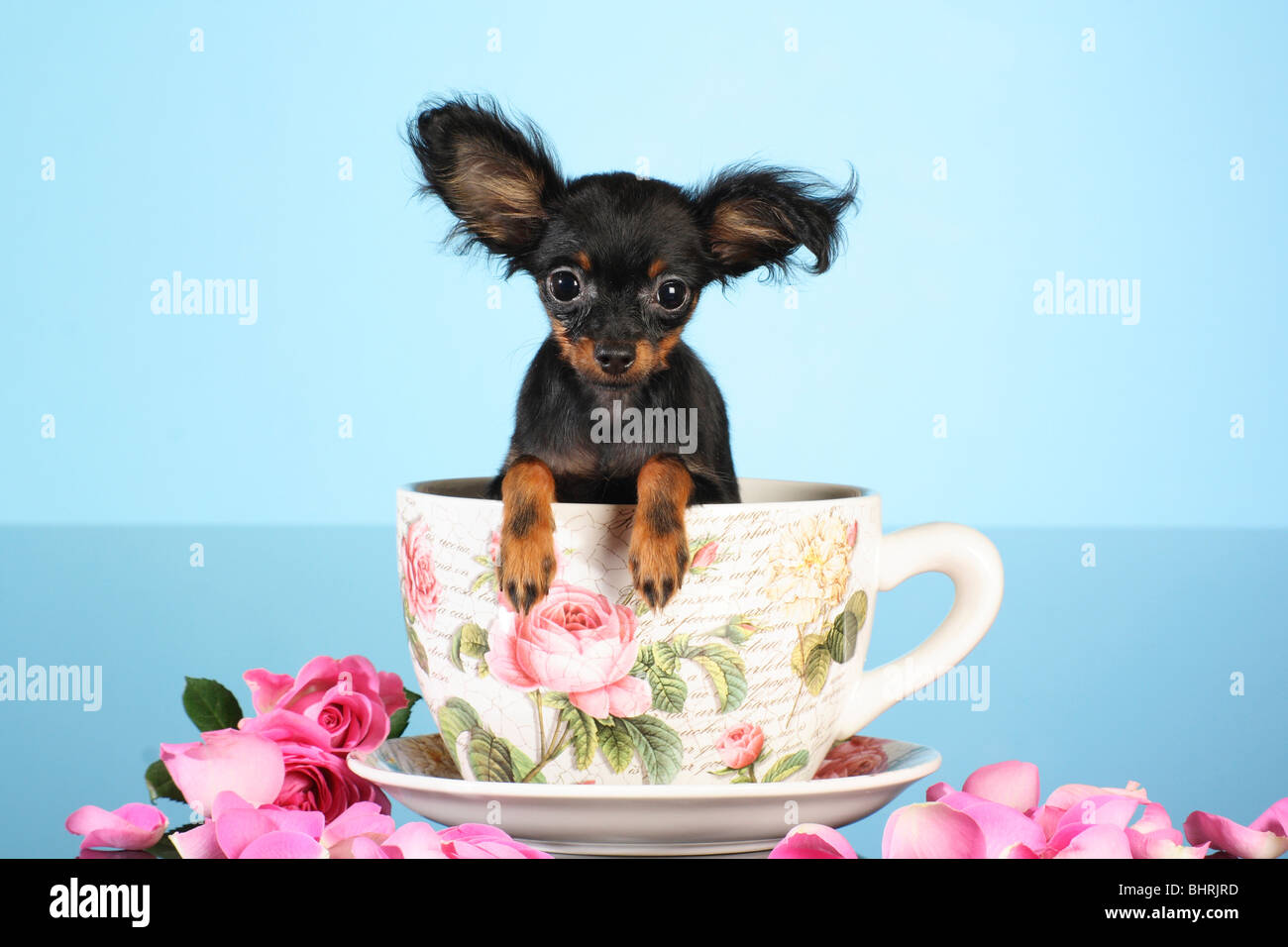 Russian Toy Terrier dog - puppy in a cup Stock Photo