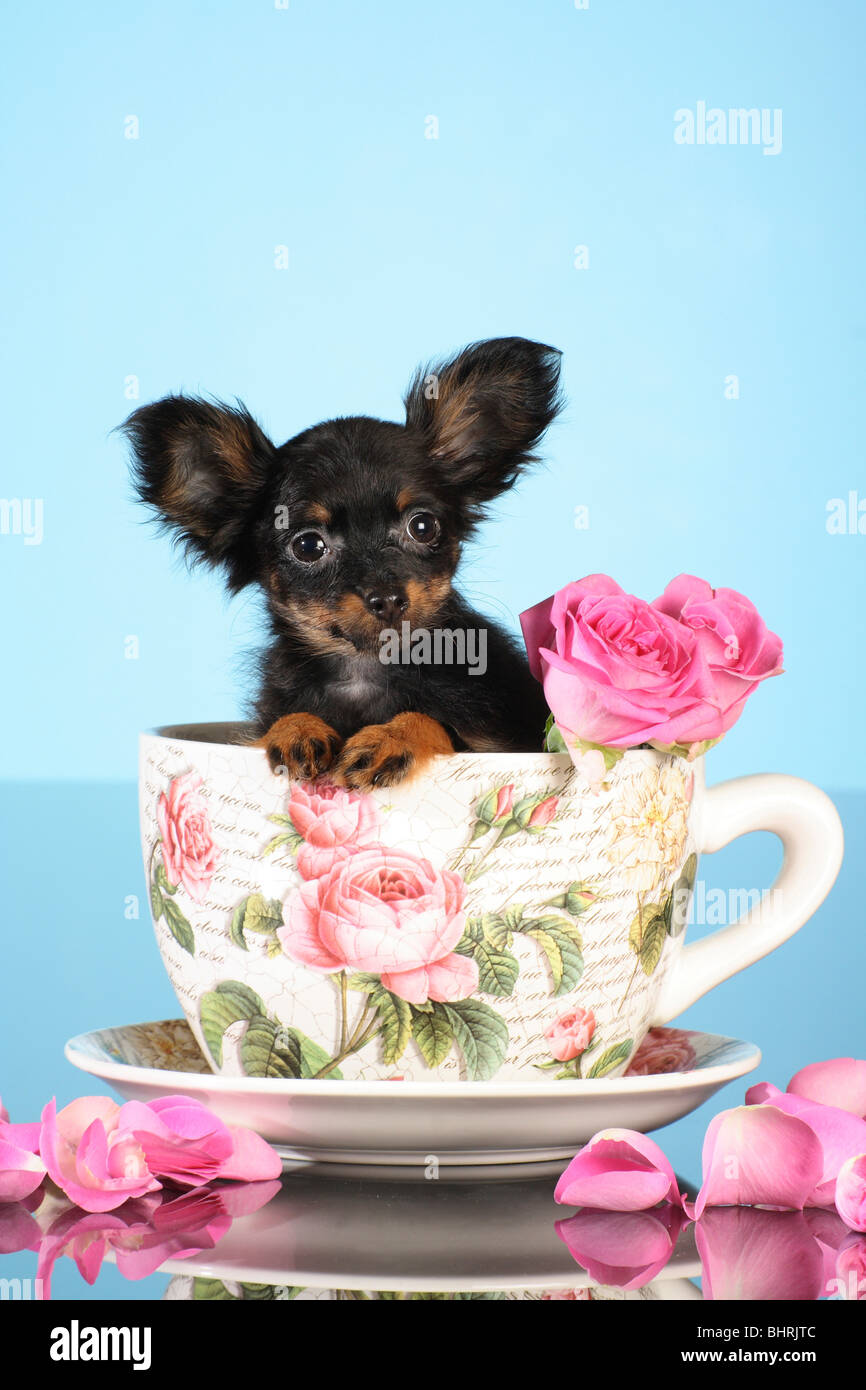 Russian Toy Terrier dog - puppy in a cup Stock Photo