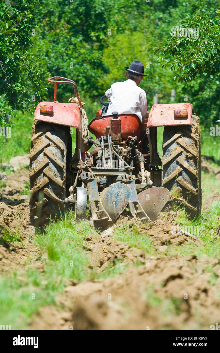 Old farmer plowing between trees in an orchard Stock Photo - Alamy