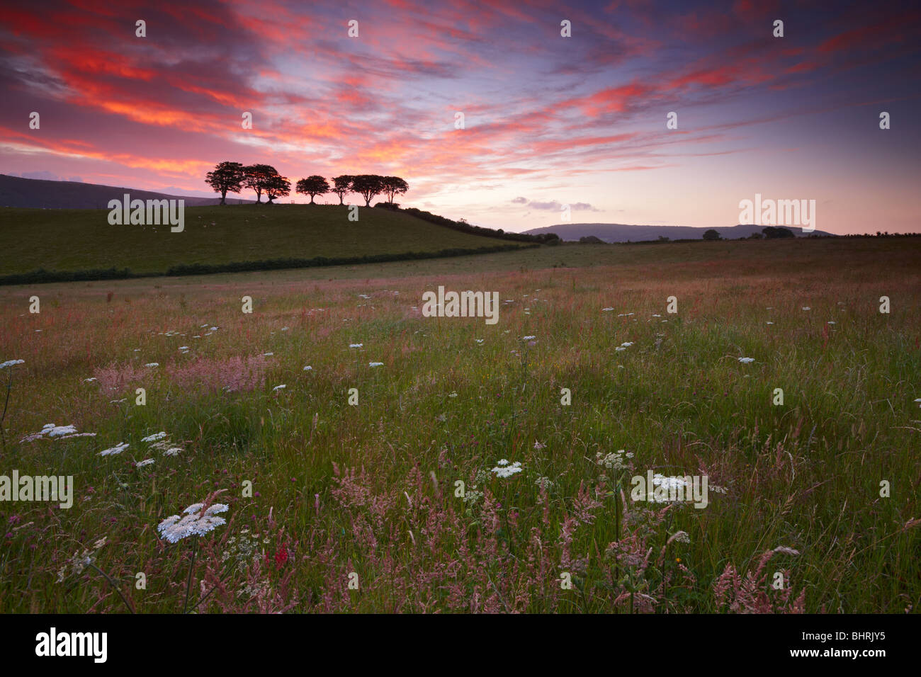 Early morning overlooking summer meadows Exmoor National Park Stock Photo