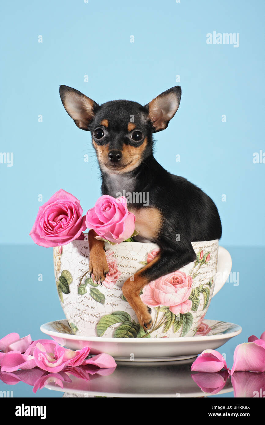 Russian Toy Terrier dog - sitting in a cup Stock Photo