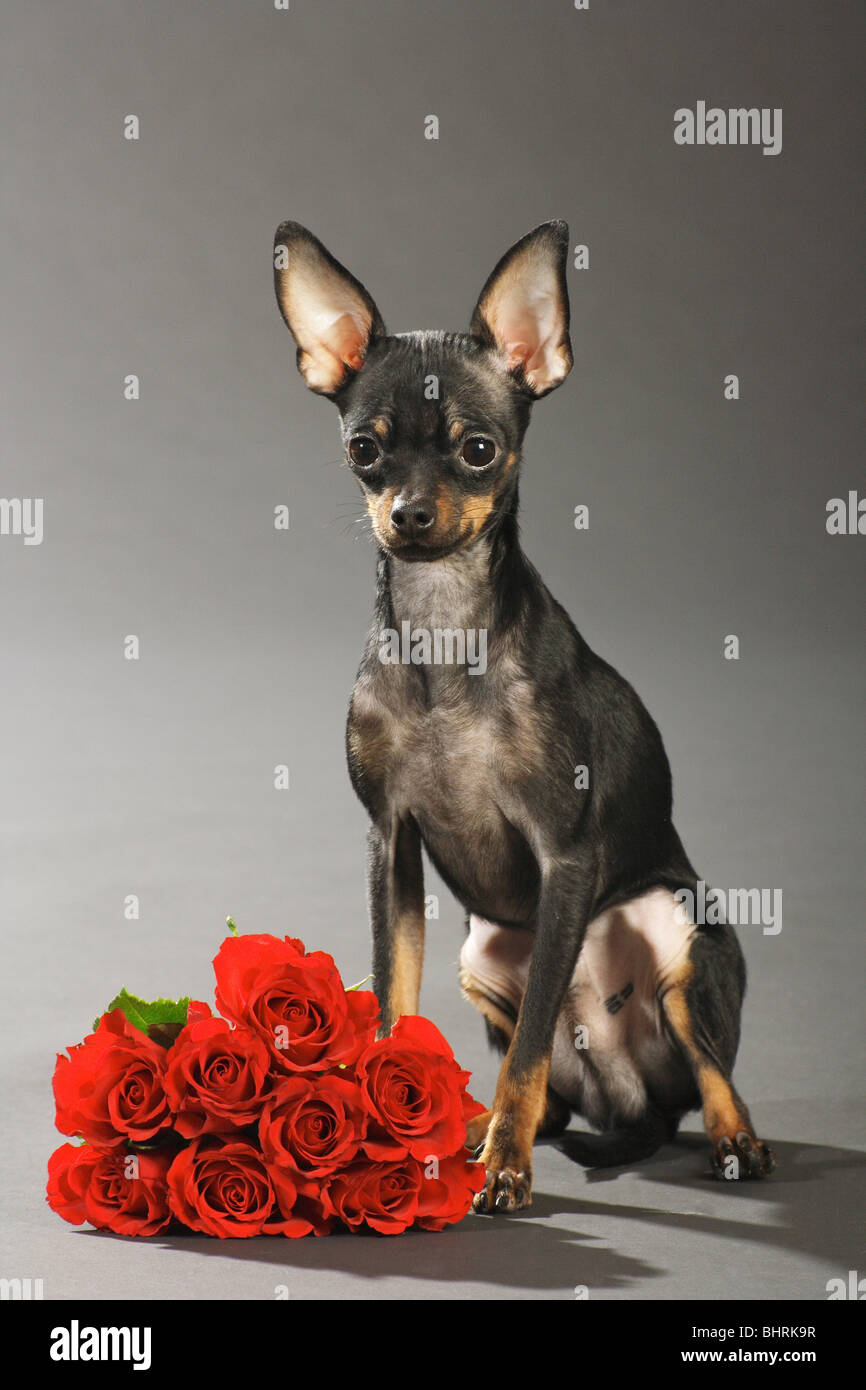 Russian Toy Terrier dog - sitting next to roses Stock Photo