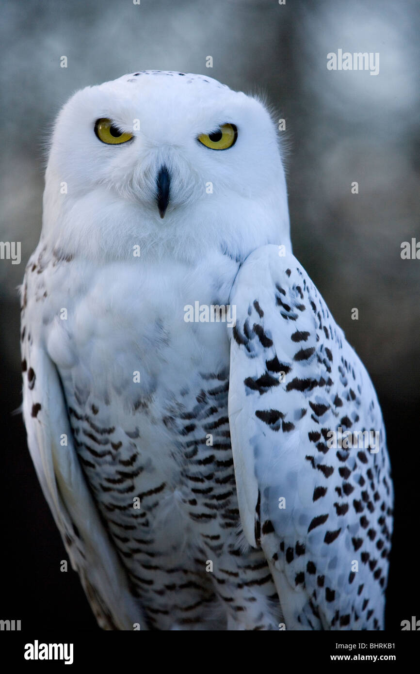 Snowy Owl Nyctea scandiaca Portrait of single adult Uk Stock Photo
