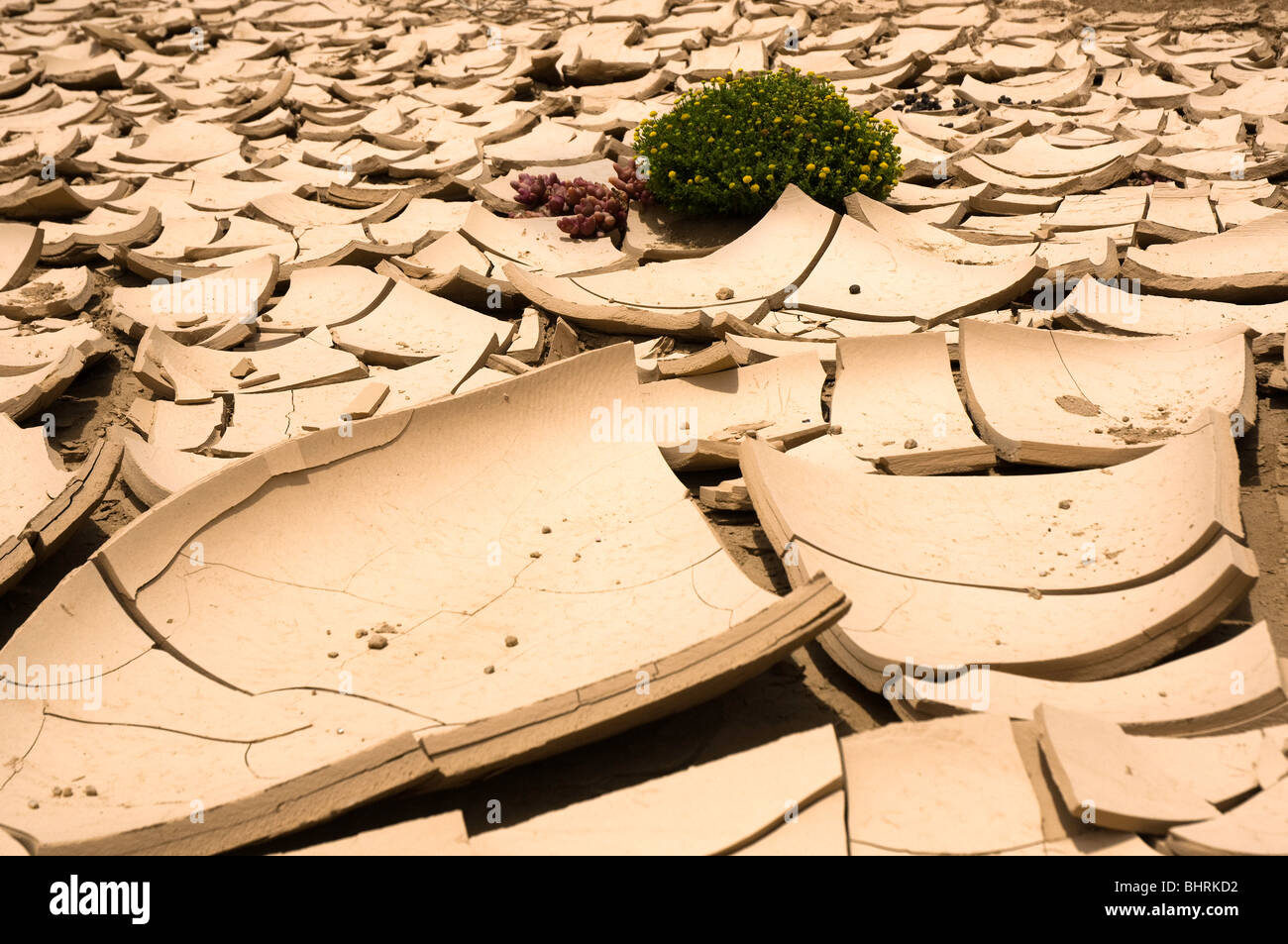 dry mud plates in Namib desert where it survives the terricolous lichen Stock Photo