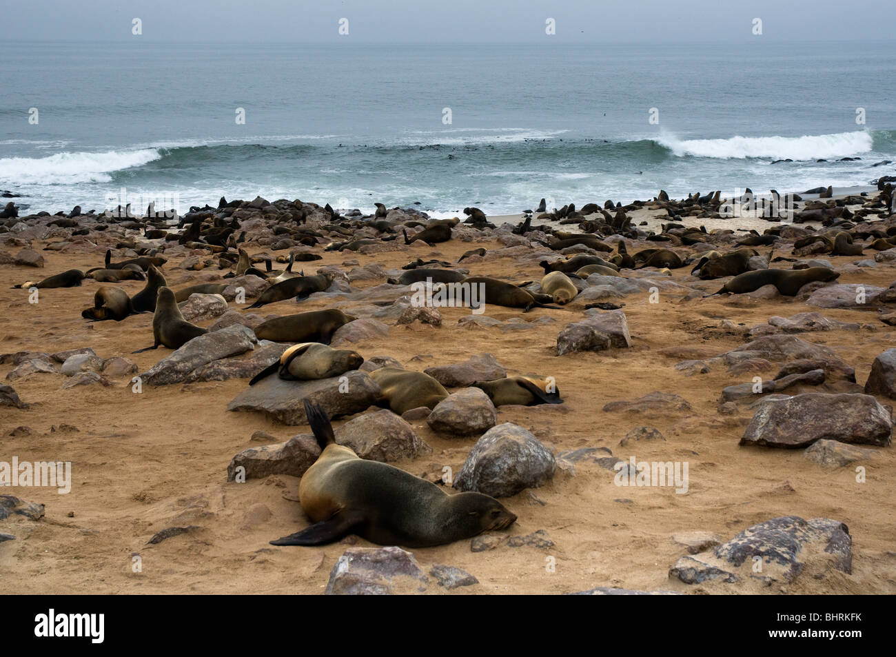 Cape Cross 'Cape Fur Seal' colony in Skeleton Coast Park, Namibia Stock Photo
