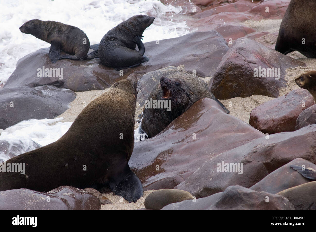 Bull Cape Fur Seals fight on the rocks in Skeleton Coast's Cape Cross reserve. Stock Photo