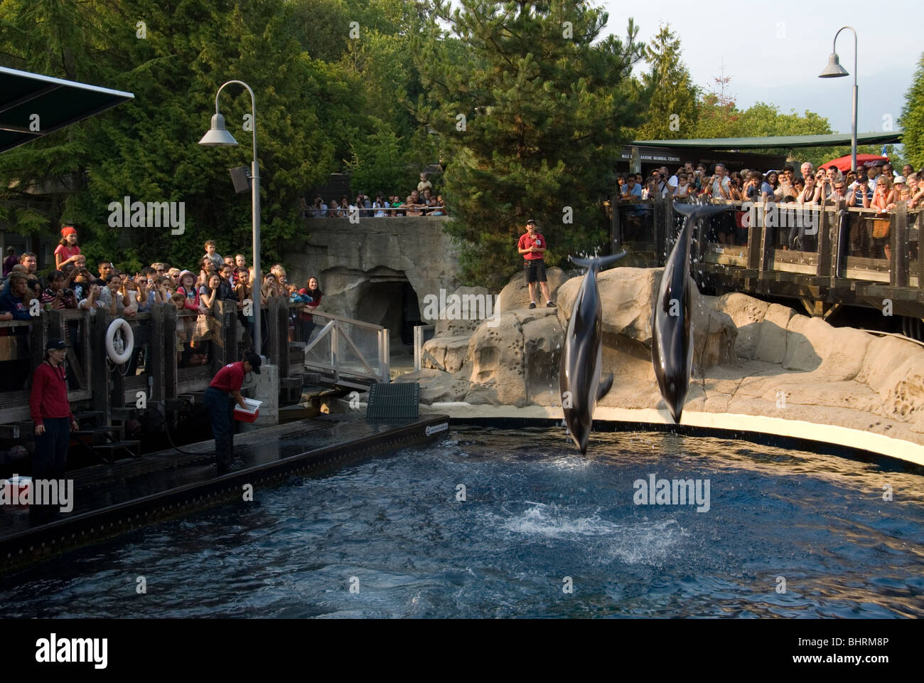Dolphin show at Vancouver Aquarium in British Columbia Canada. Stock Photo