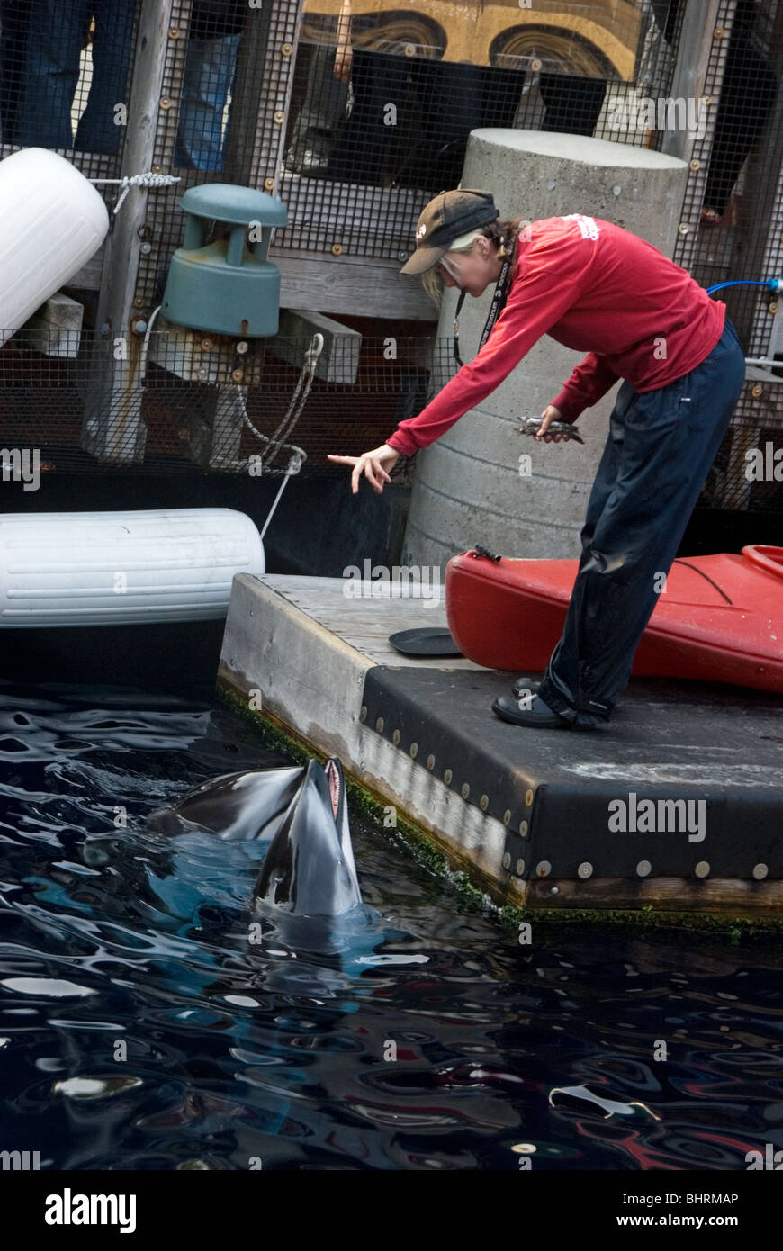 A trainer giving a command to bottle nose dolphins at the Vancouver Aquarium in British Columbia, Canada Stock Photo