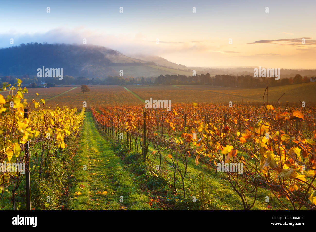 Overlooking an autumnal vineyard at Denbies Wine Estate, mist and low cloud shrouding the hillside at Box Hill Stock Photo