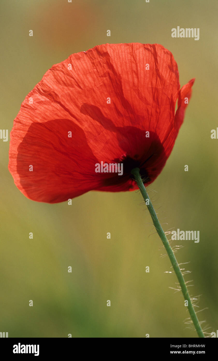 Nature poppies poppy hi-res stock photography and images - Alamy