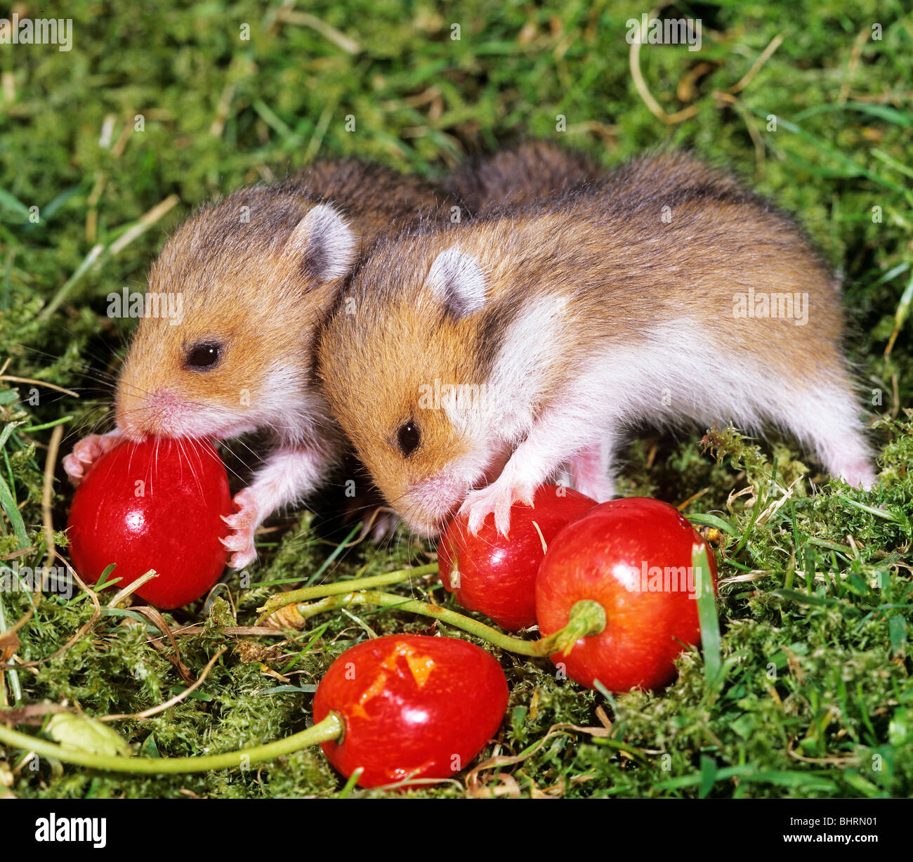 two young Golden Hamsters at cherries / Mesocricetus auratus Stock Photo