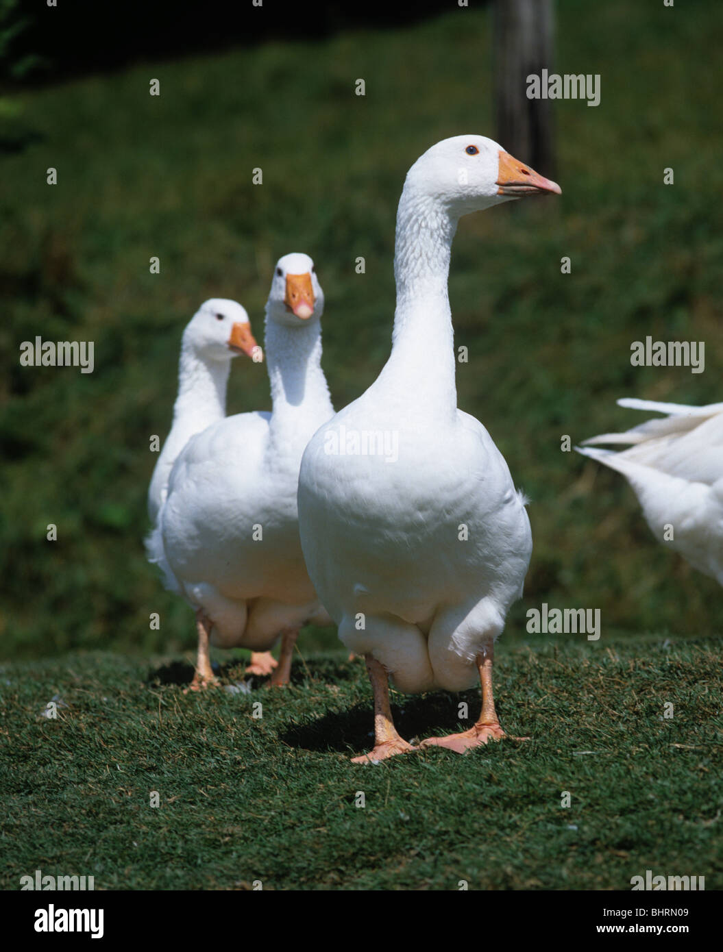 Farmed white goose standing on grass with two others behind Stock Photo
