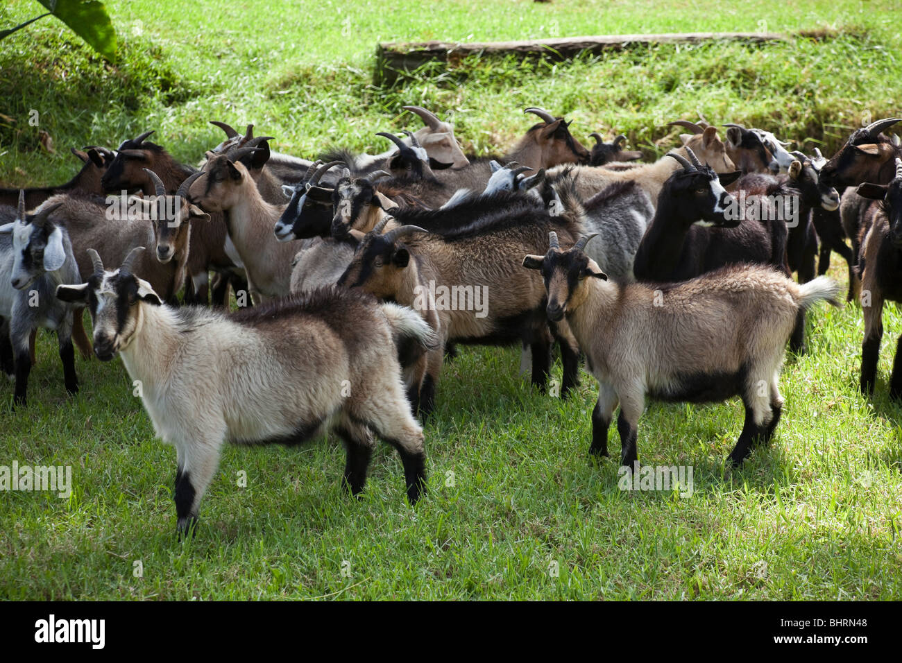 Kiko goats raised for meat graze on ranch in Hawaii Stock Photo Alamy