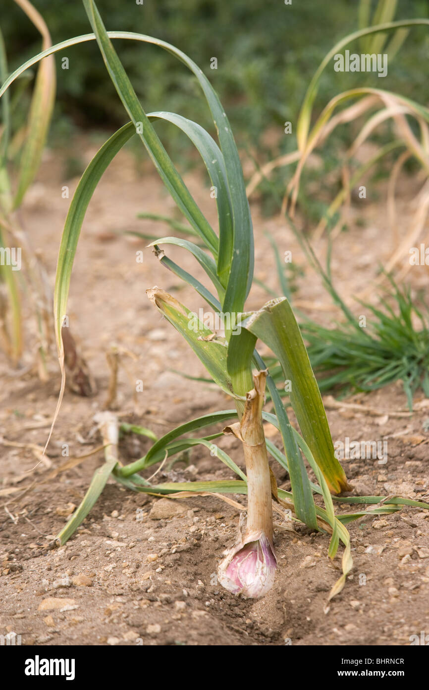 Garlic Bulbs Growing In Lincolnshire Stock Photo Alamy
