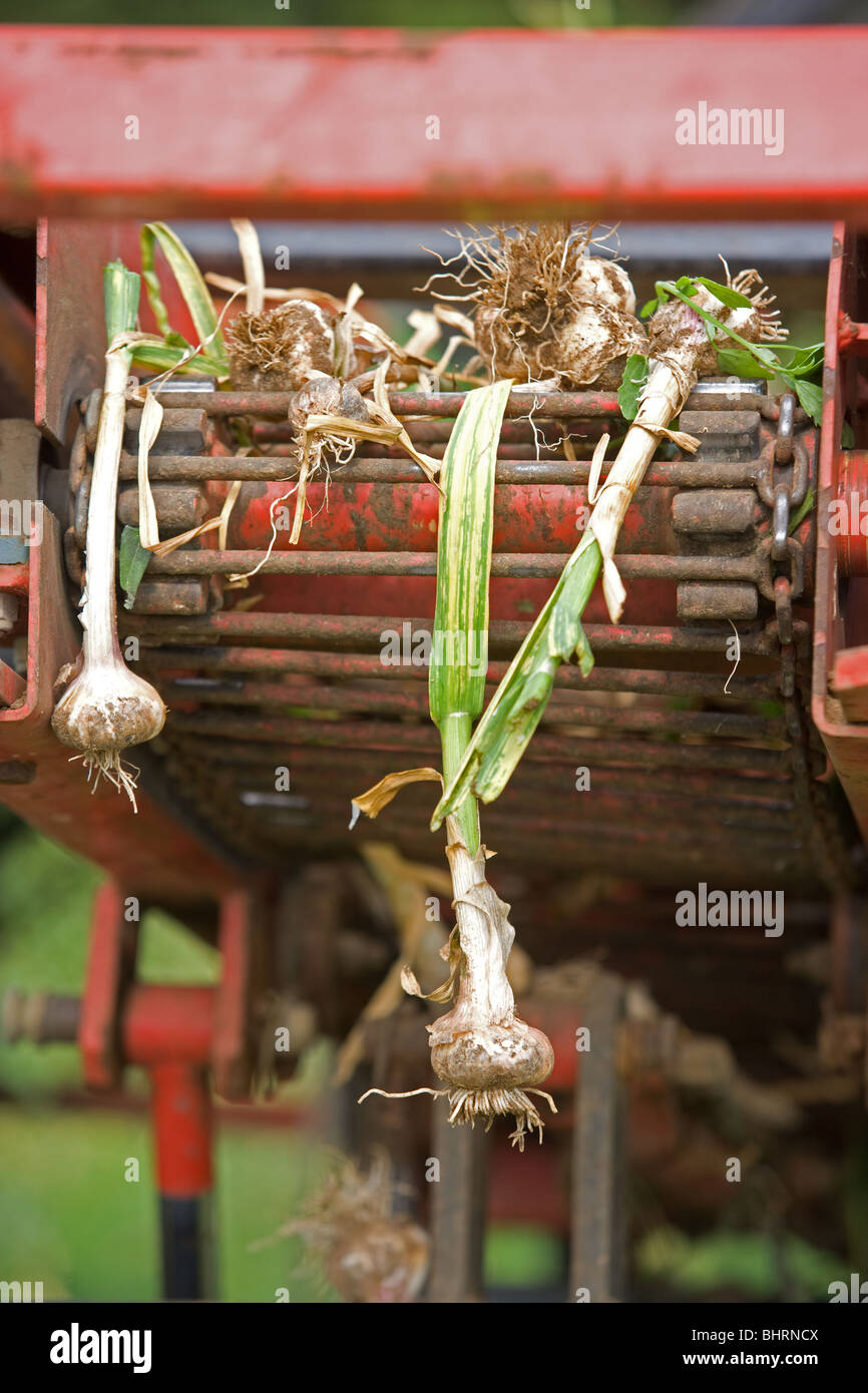 Harvesting Garlic Bulbs In Lincolnshire Stock Photo Alamy