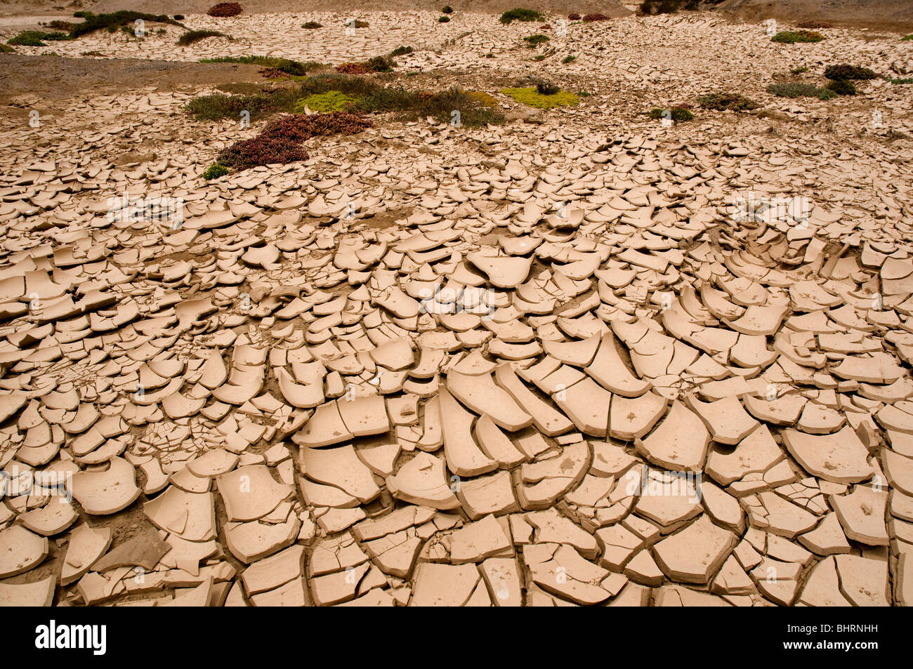 lichens survive in extremely hot and dry clima in namibia Stock Photo