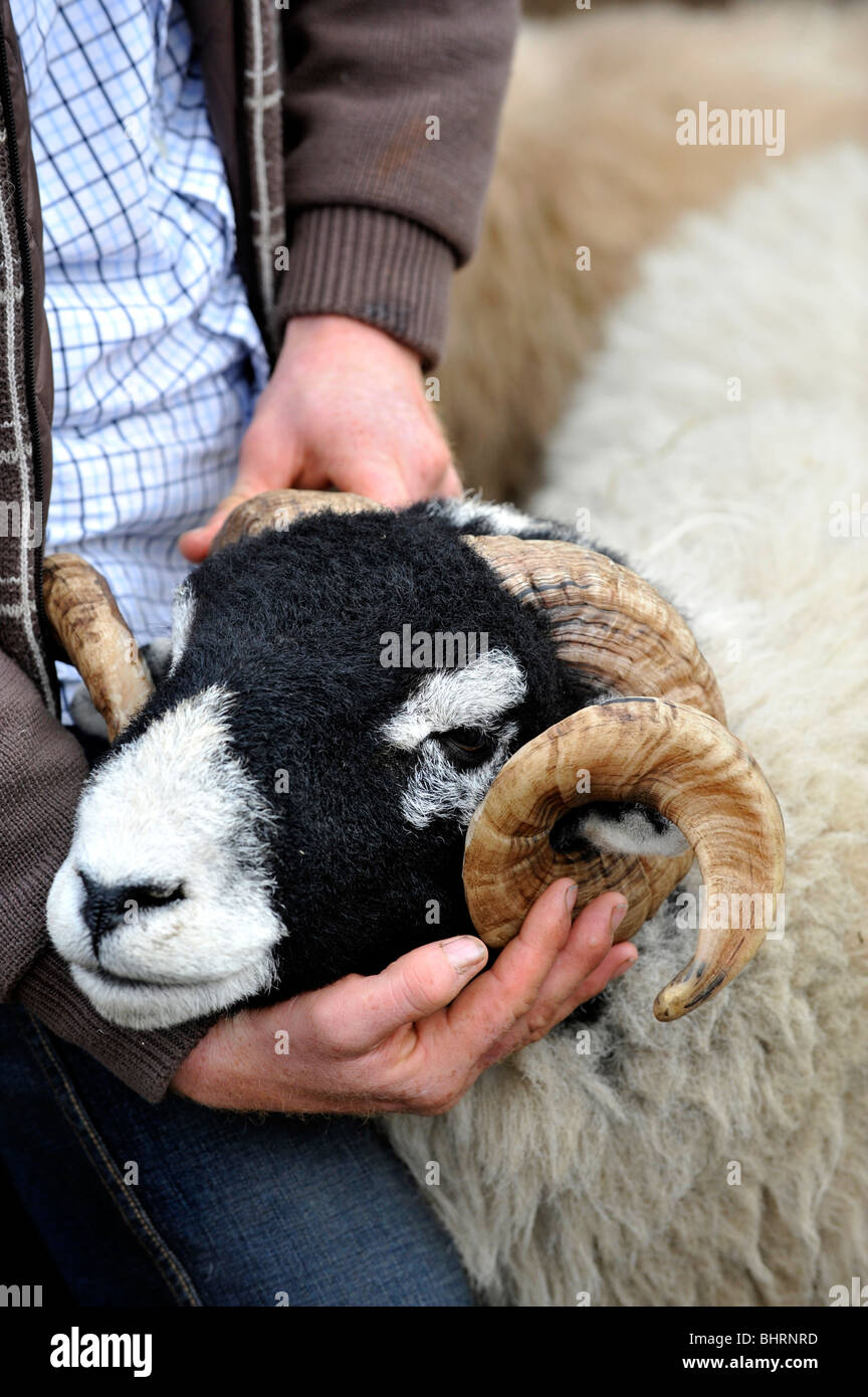 Swaledale ram sale at St Johns Chapel - Weardale. Stock Photo