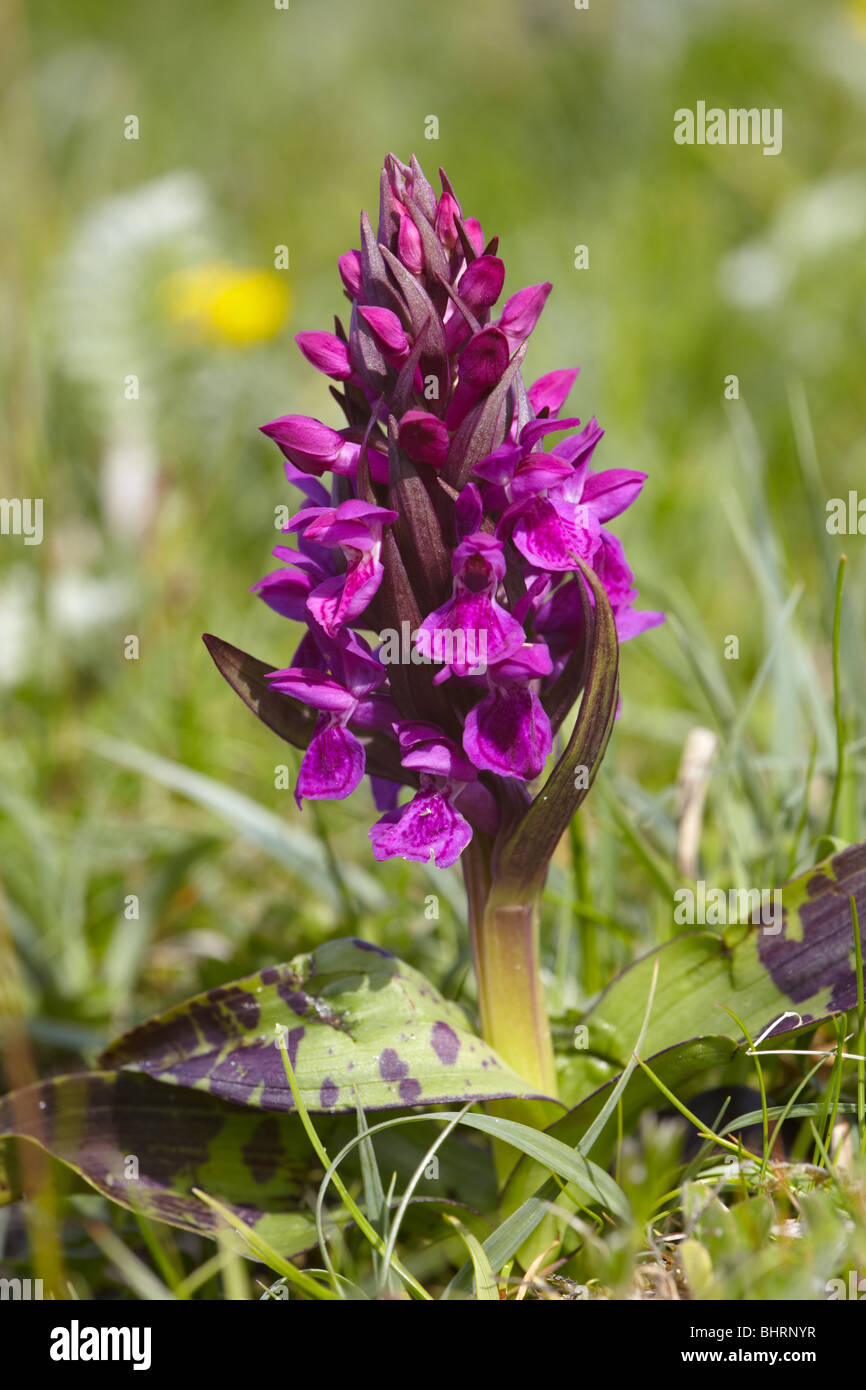 Hebridean marsh orchid Dactylorhiza ebudensis Stock Photo