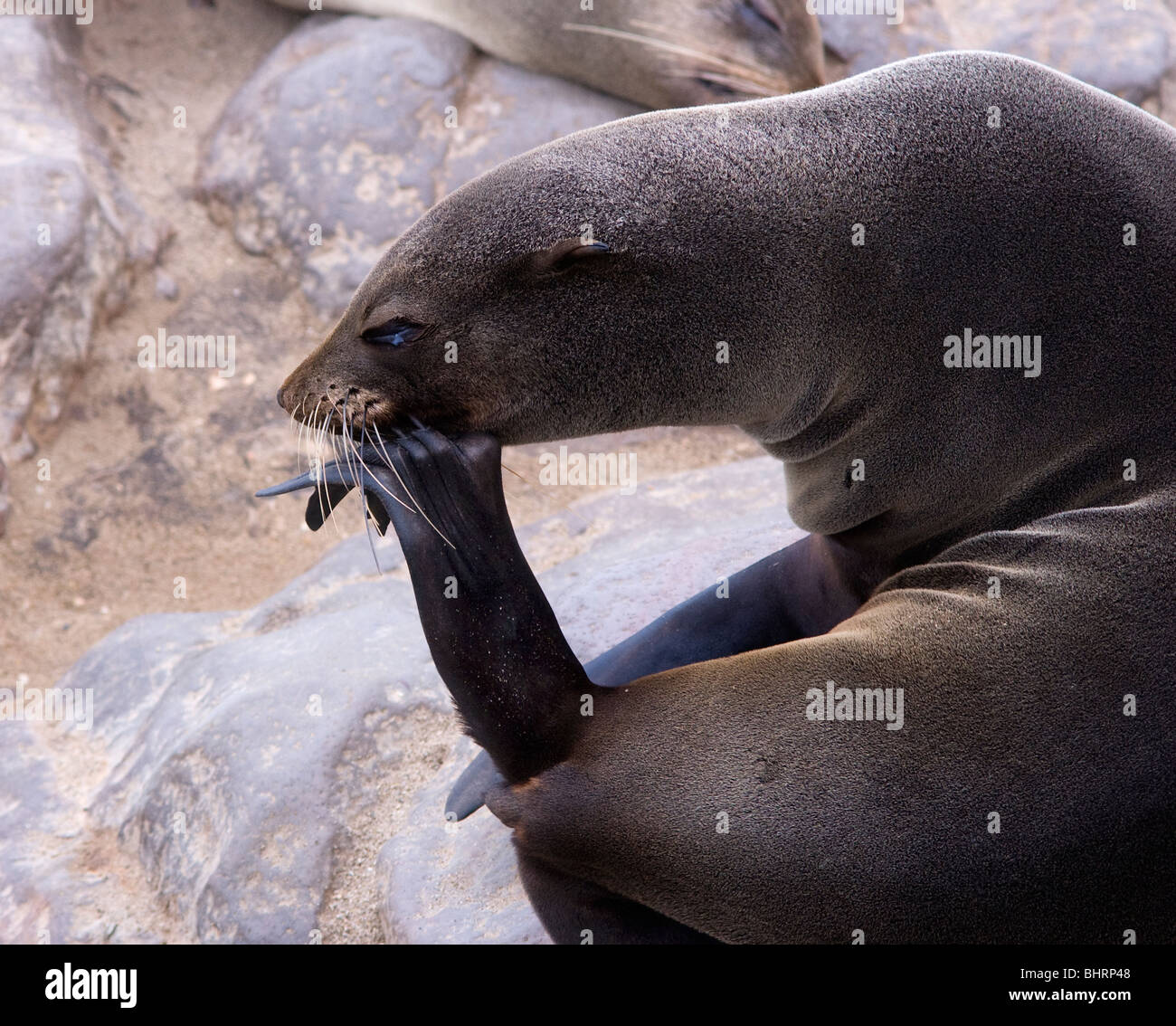 Female Cape fur seal scratching with her flipper. Stock Photo