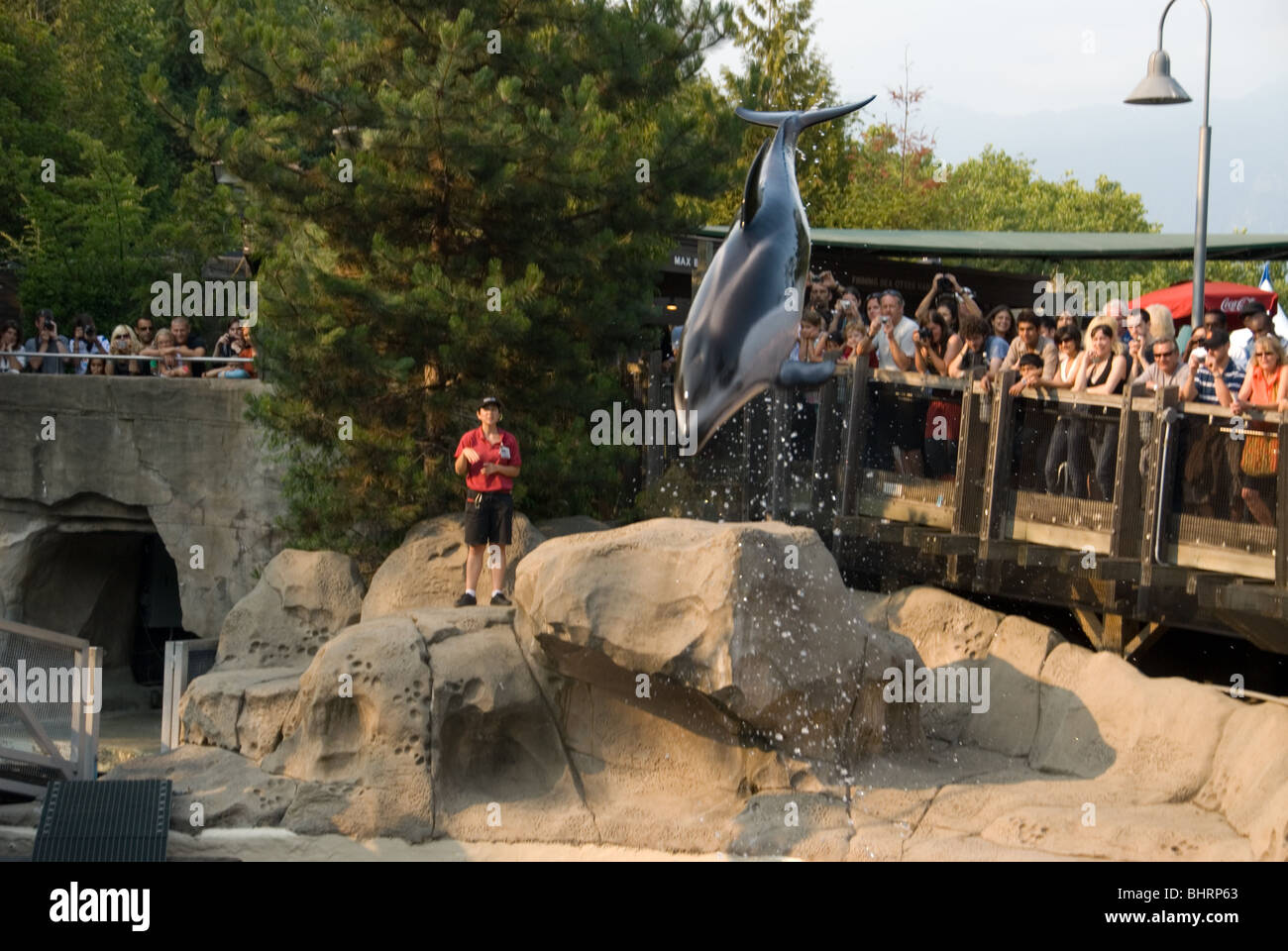 Dolphin show at Vancouver Aquarium in British Columbia Canada. Stock Photo