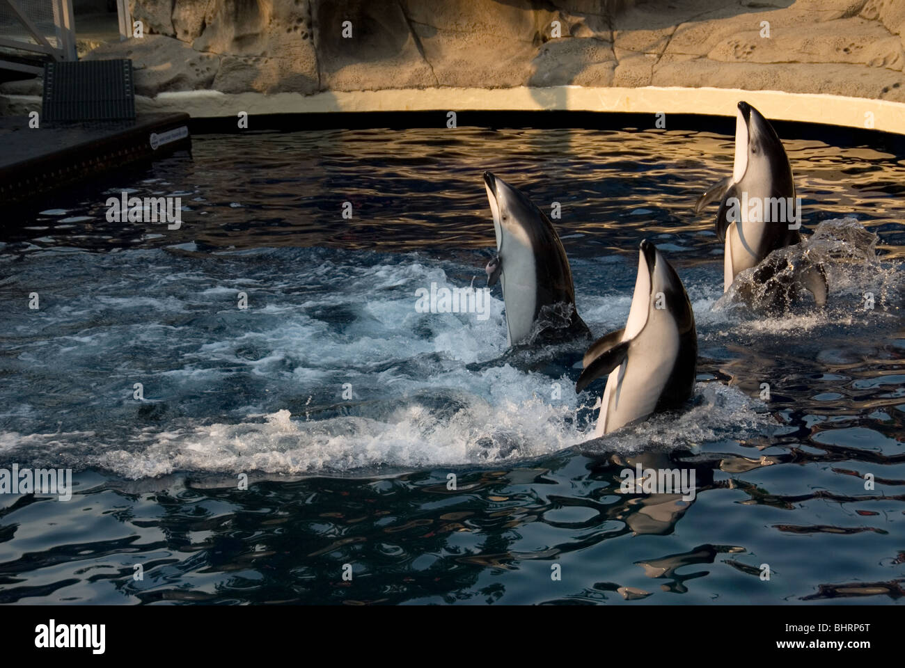 Dolphin show at the Vancouver Aquarium Stock Photo