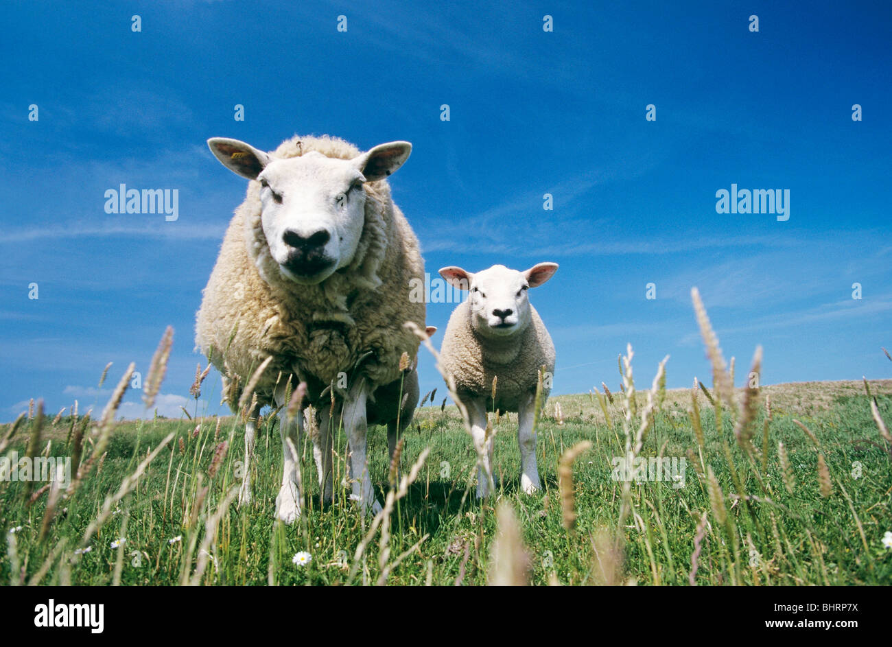 Texel sheep. Ewe with lamb standing on meadow Stock Photo