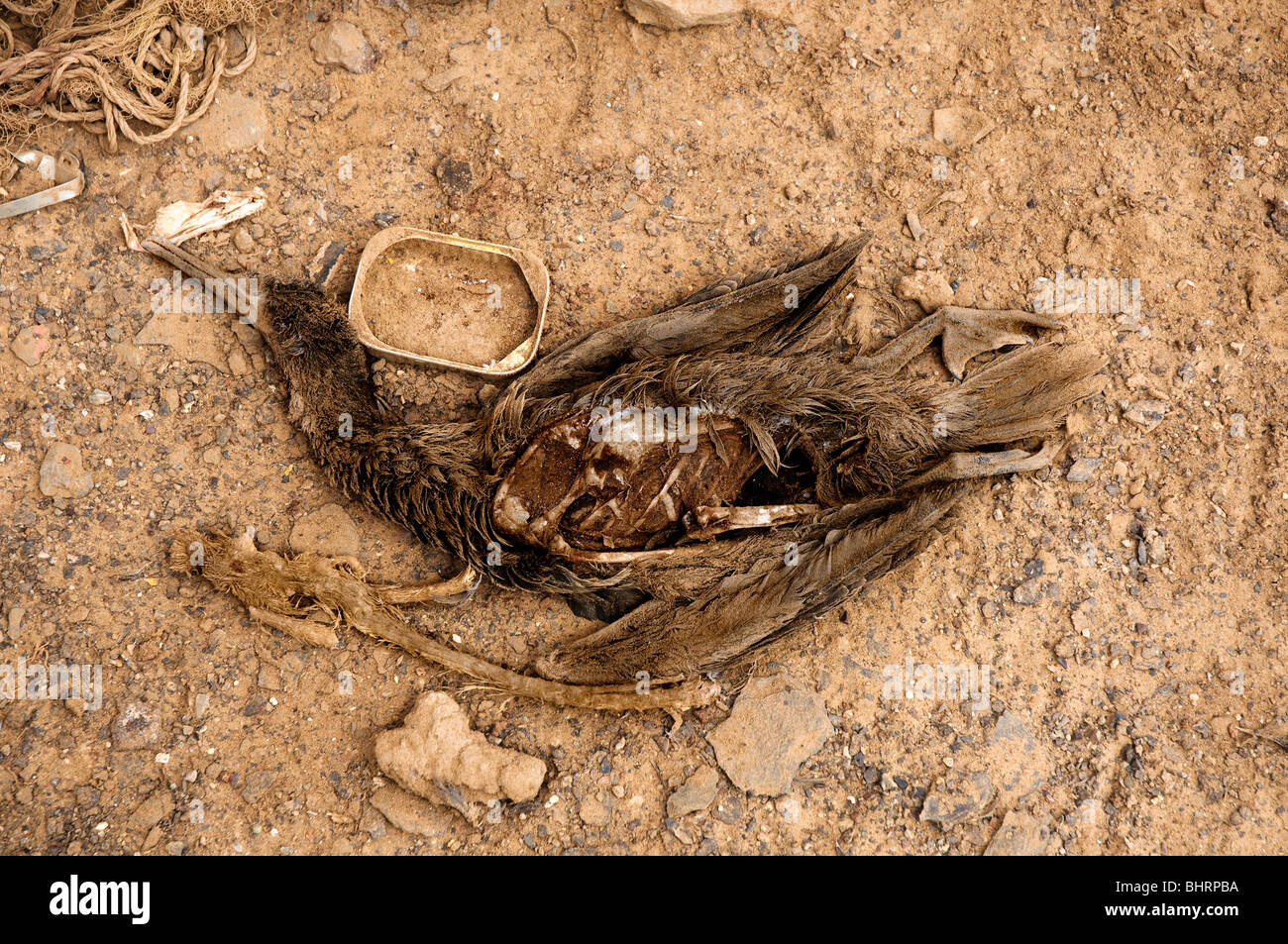 Carcass of a dead bird on dry ground. Drought. Stock Photo