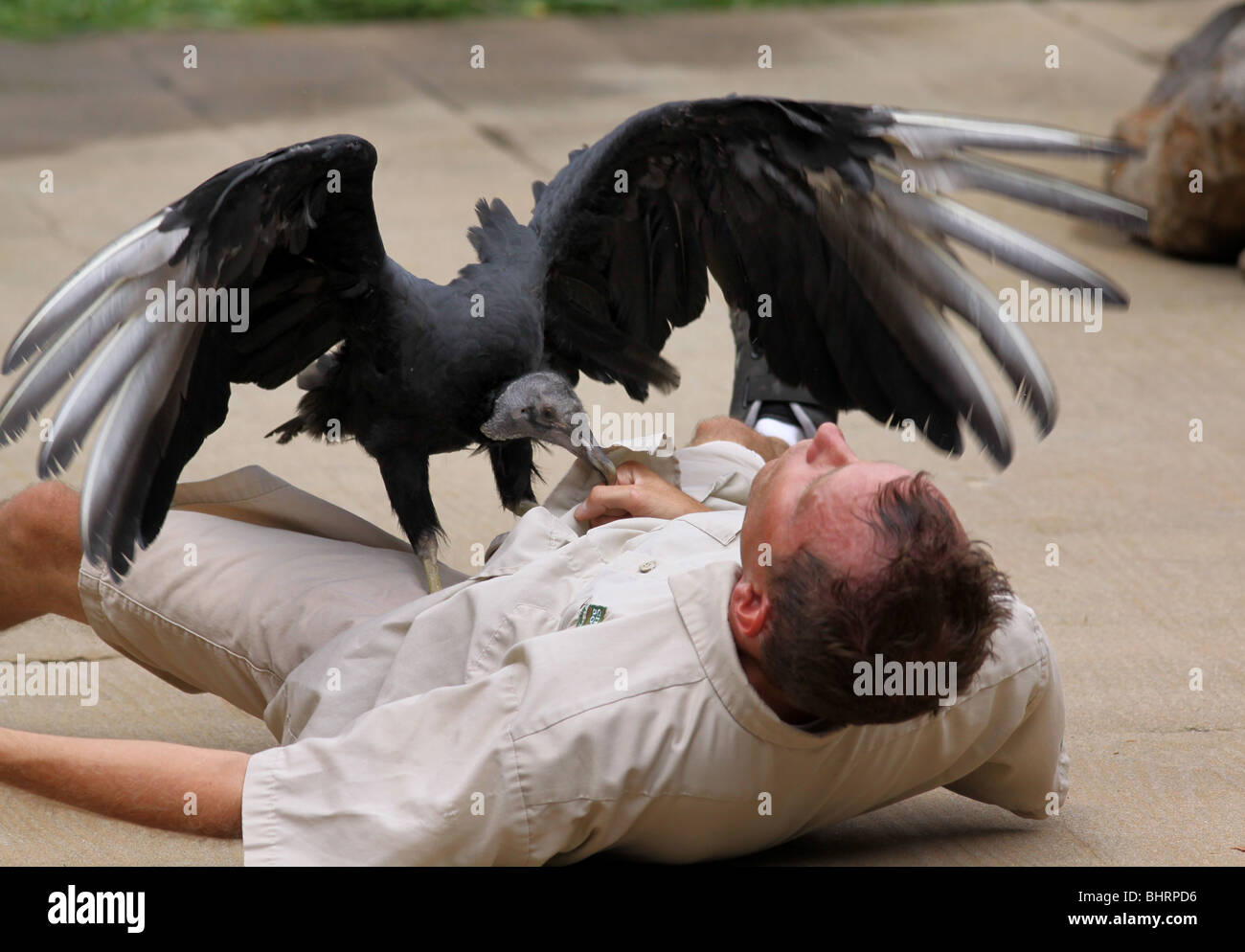 black vulture bird show Cincinnati zoo Stock Photo