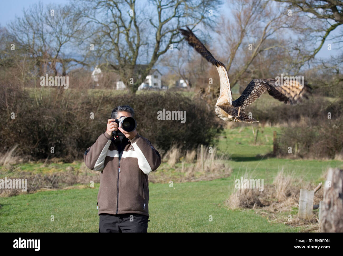 Man photographing an eagle owl flying Gloucestershire, UK Stock Photo