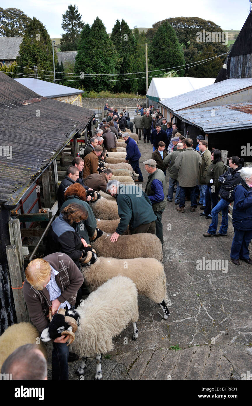 Swaledale ram sale at St Johns Chapel Weardale Stock Photo Alamy