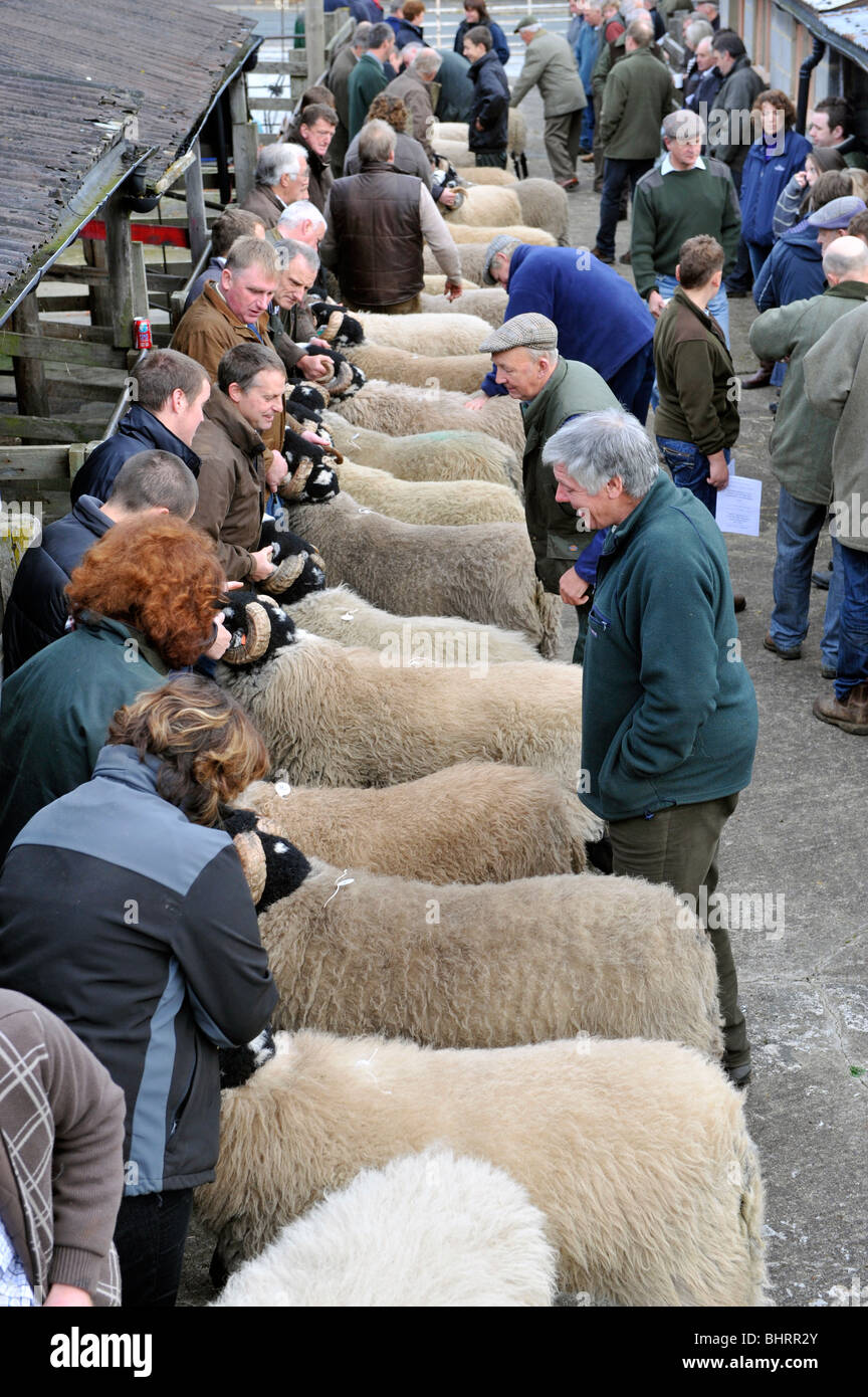 Swaledale ram sale at St Johns Chapel Weardale Stock Photo Alamy