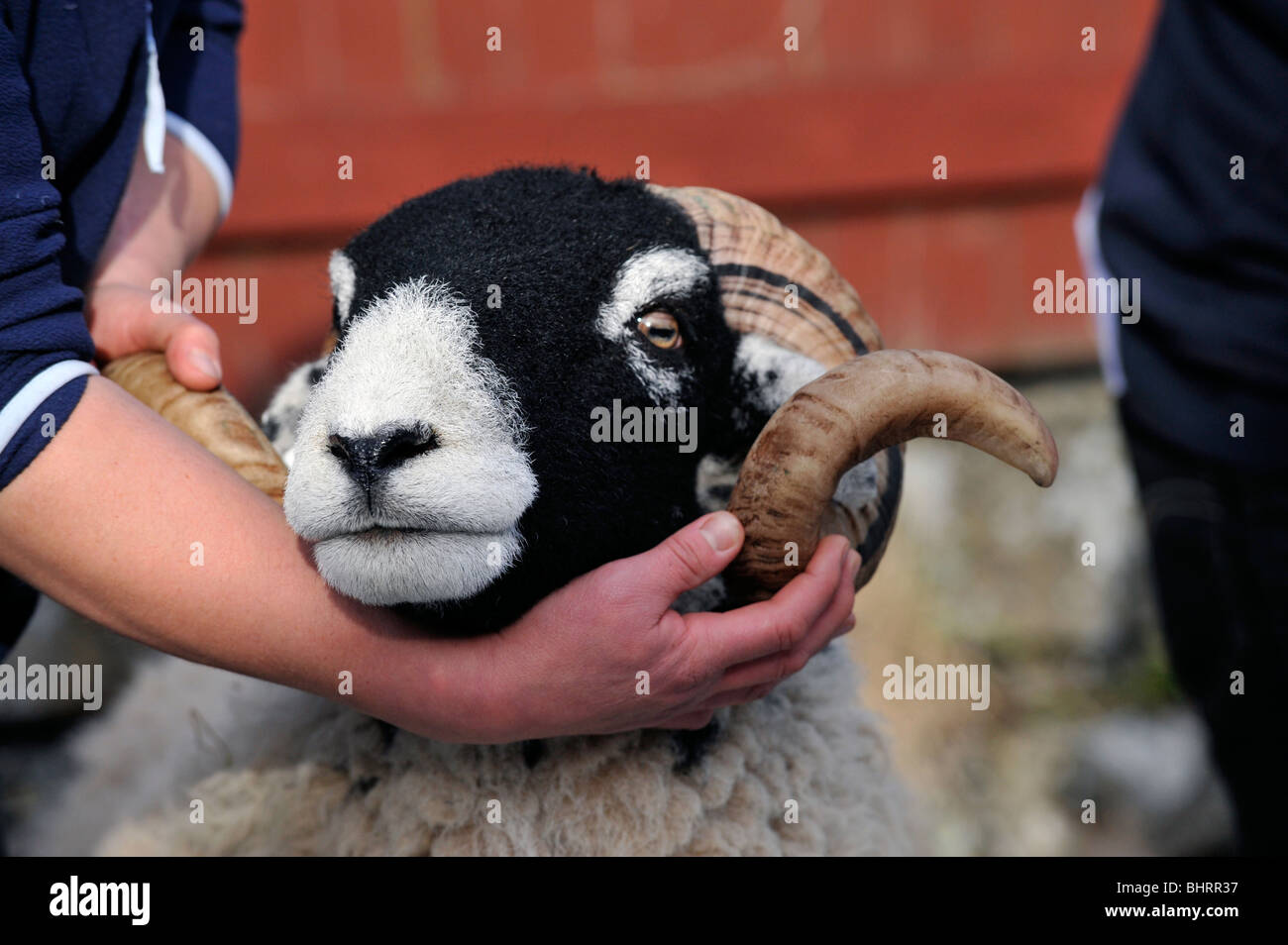 Swaledale ram sale at St Johns Chapel Weardale Stock Photo Alamy
