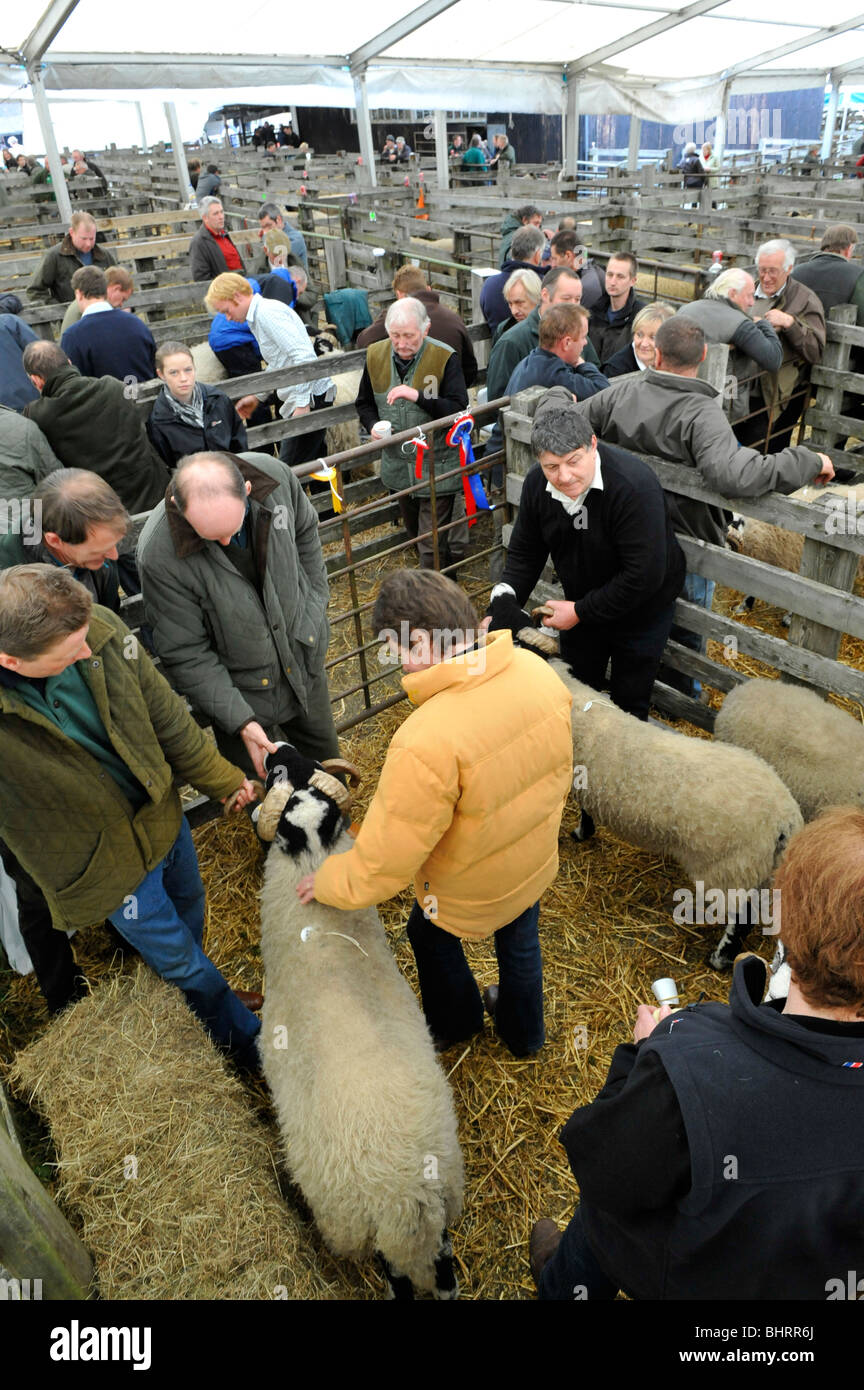 Swaledale ram sale at St Johns Chapel Weardale Stock Photo Alamy