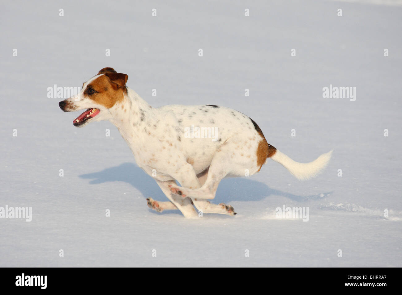 Jack Russell Terrier dog - running in snow Stock Photo - Alamy